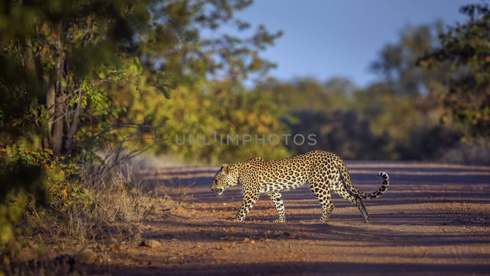 Leopard in Kruger National park, South Africa by PACOCOMO