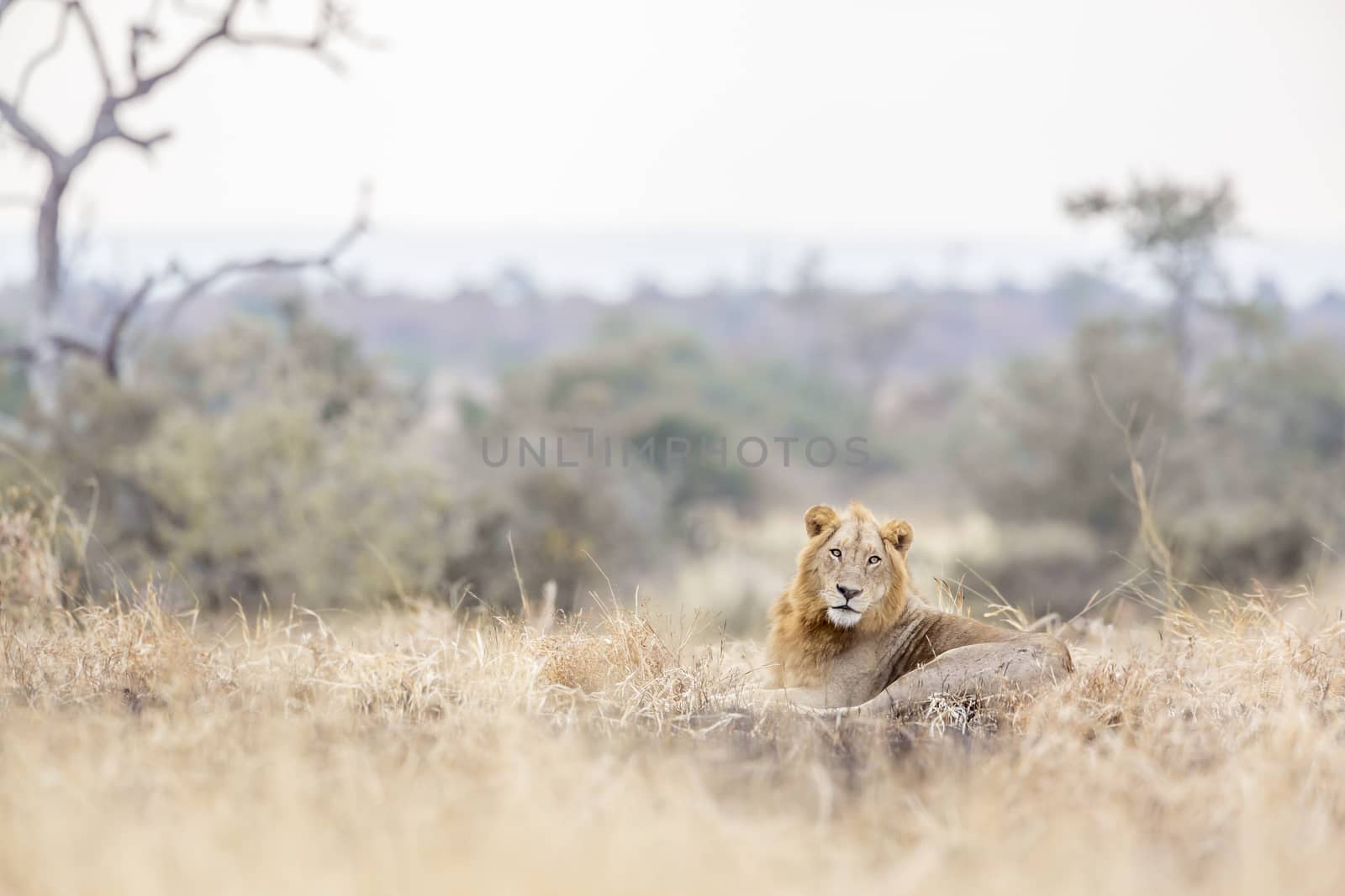 African lion in Kruger National park, South Africa by PACOCOMO