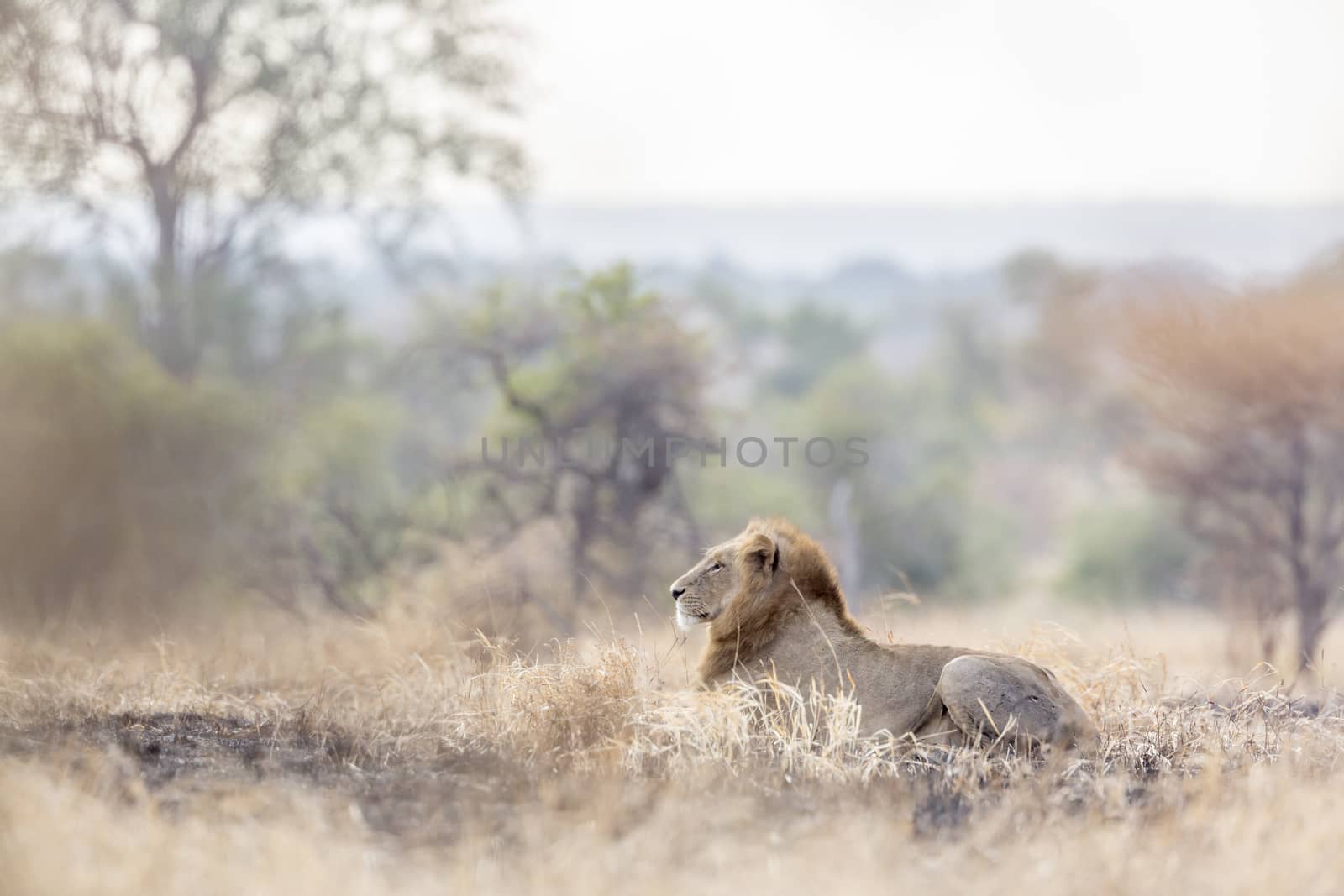 African lion in Kruger National park, South Africa by PACOCOMO