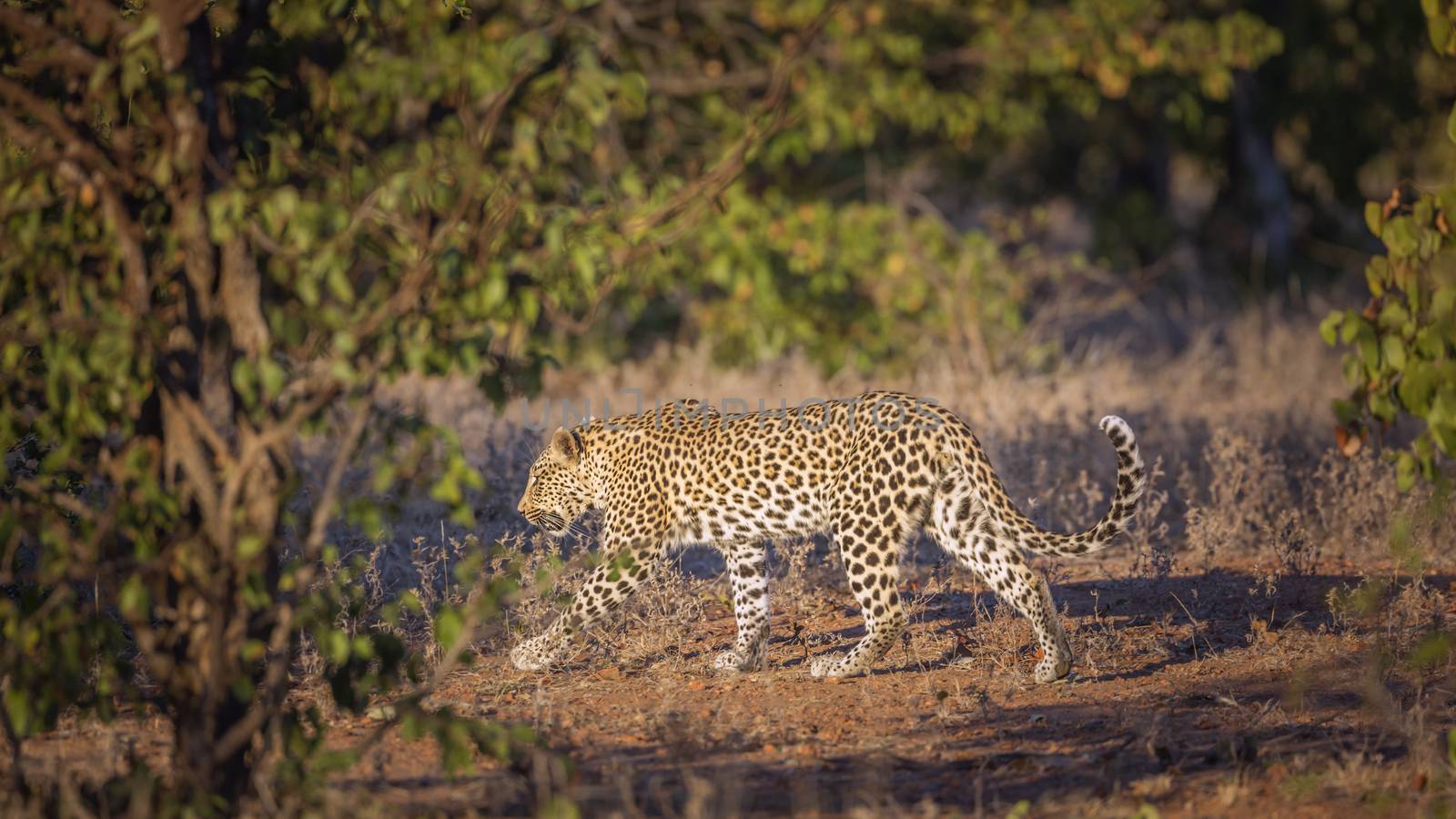 Leopard walking in the bush in Kruger National park, South Africa ; Specie Panthera pardus family of Felidae