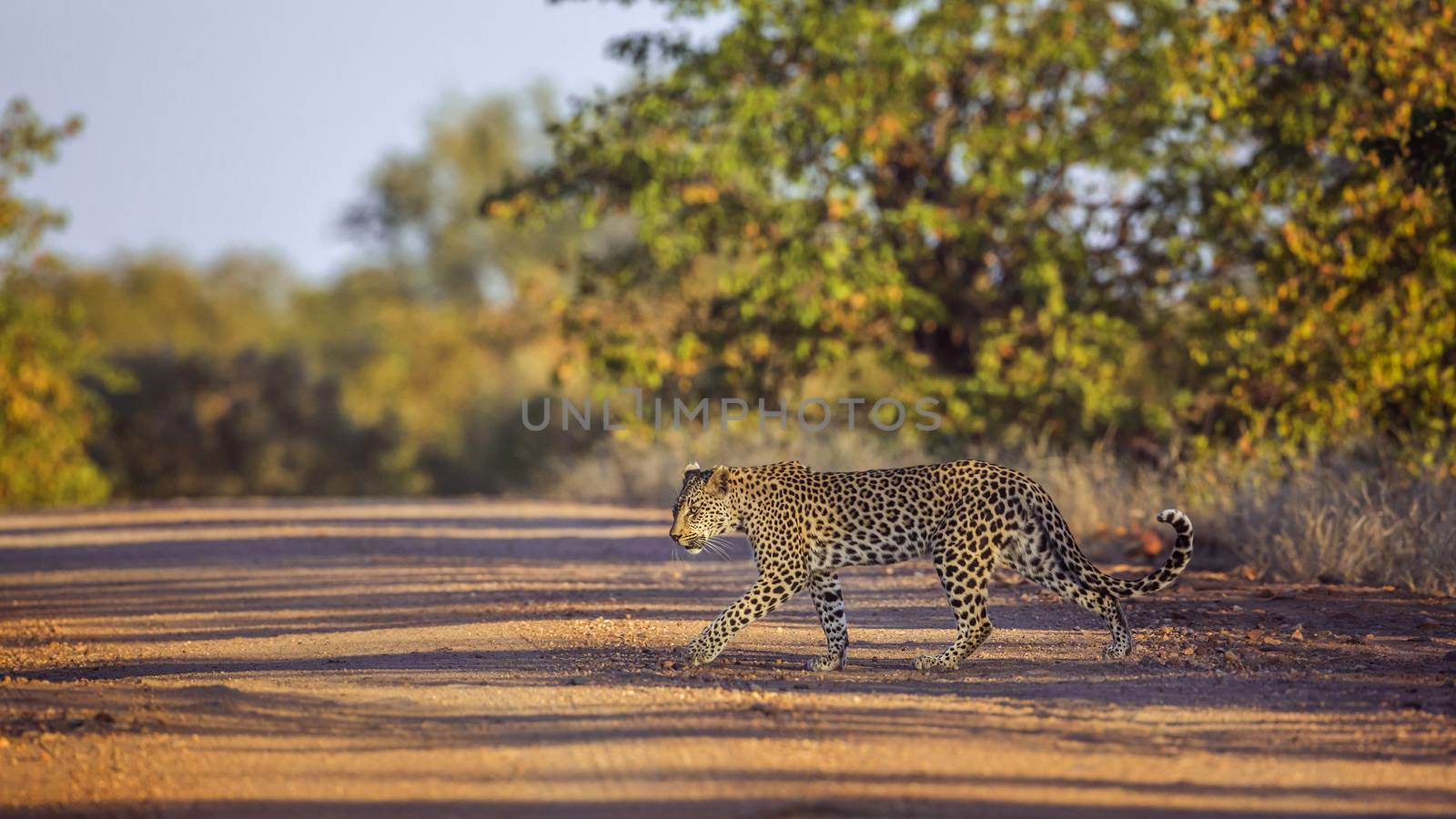 Leopard crossing safari gravel road in Kruger National park, South Africa ; Specie Panthera pardus family of Felidae