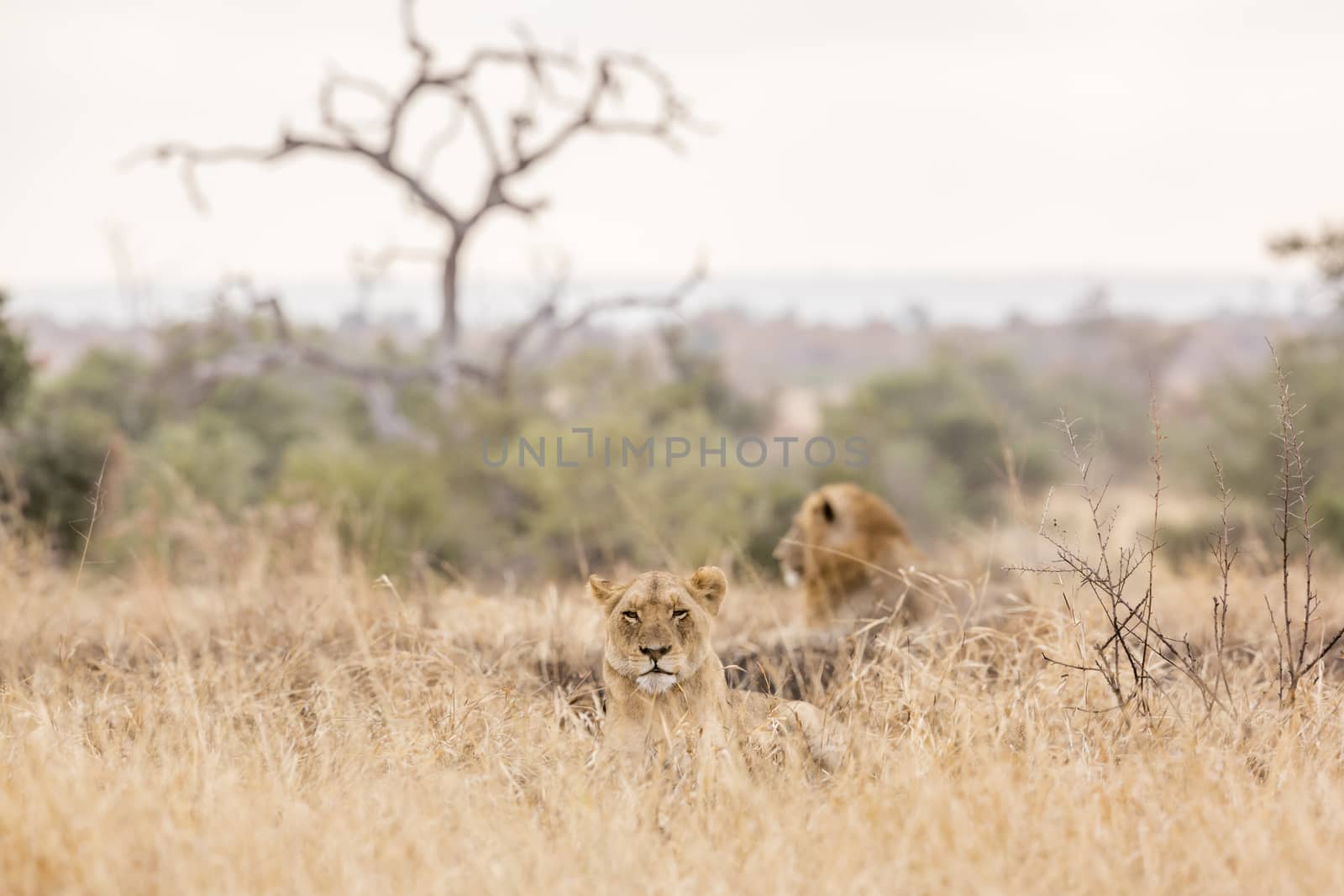 African lion in Kruger National park, South Africa by PACOCOMO