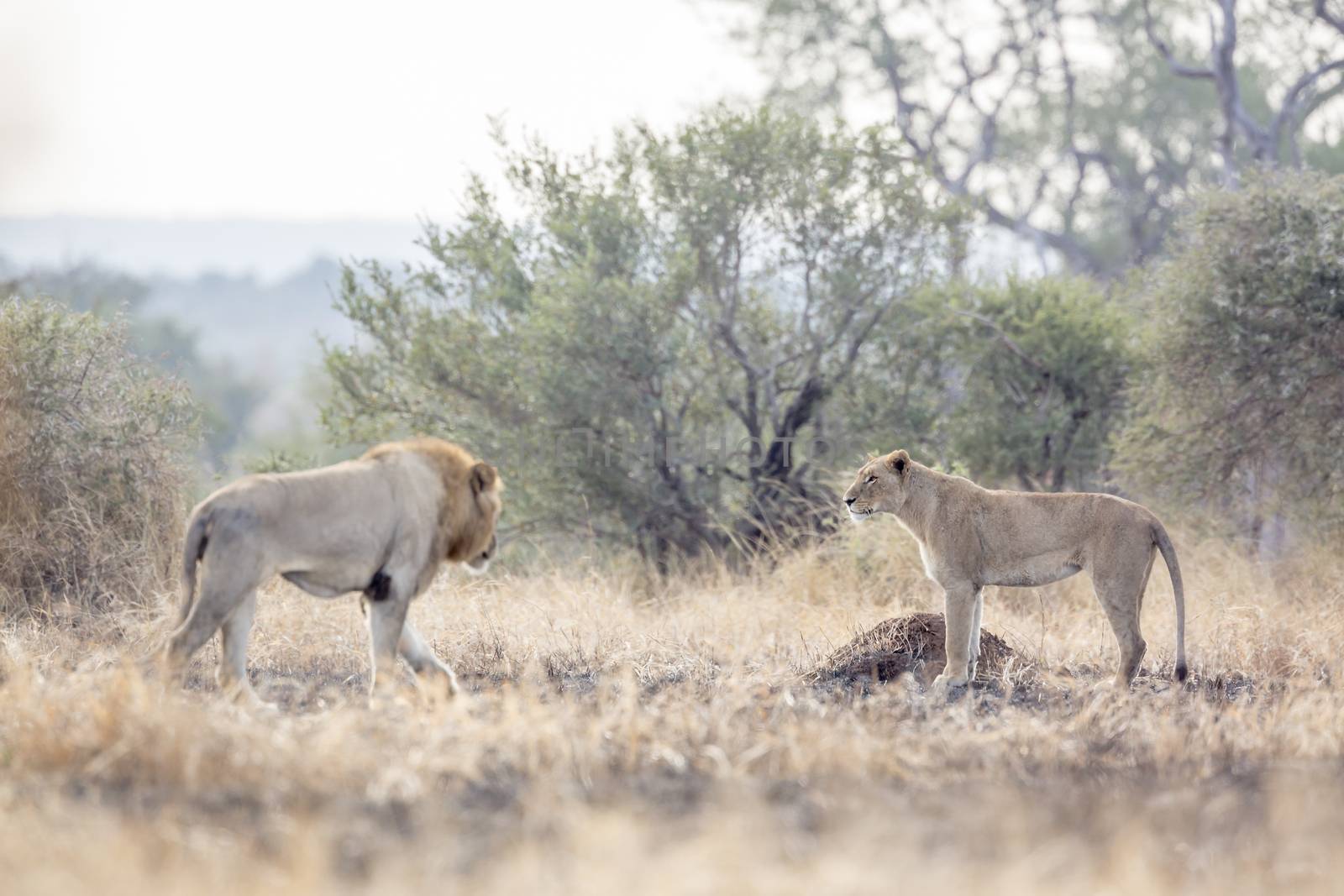 African lion male meeting a lioness in Kruger National park, South Africa ; Specie Panthera leo family of Felidae