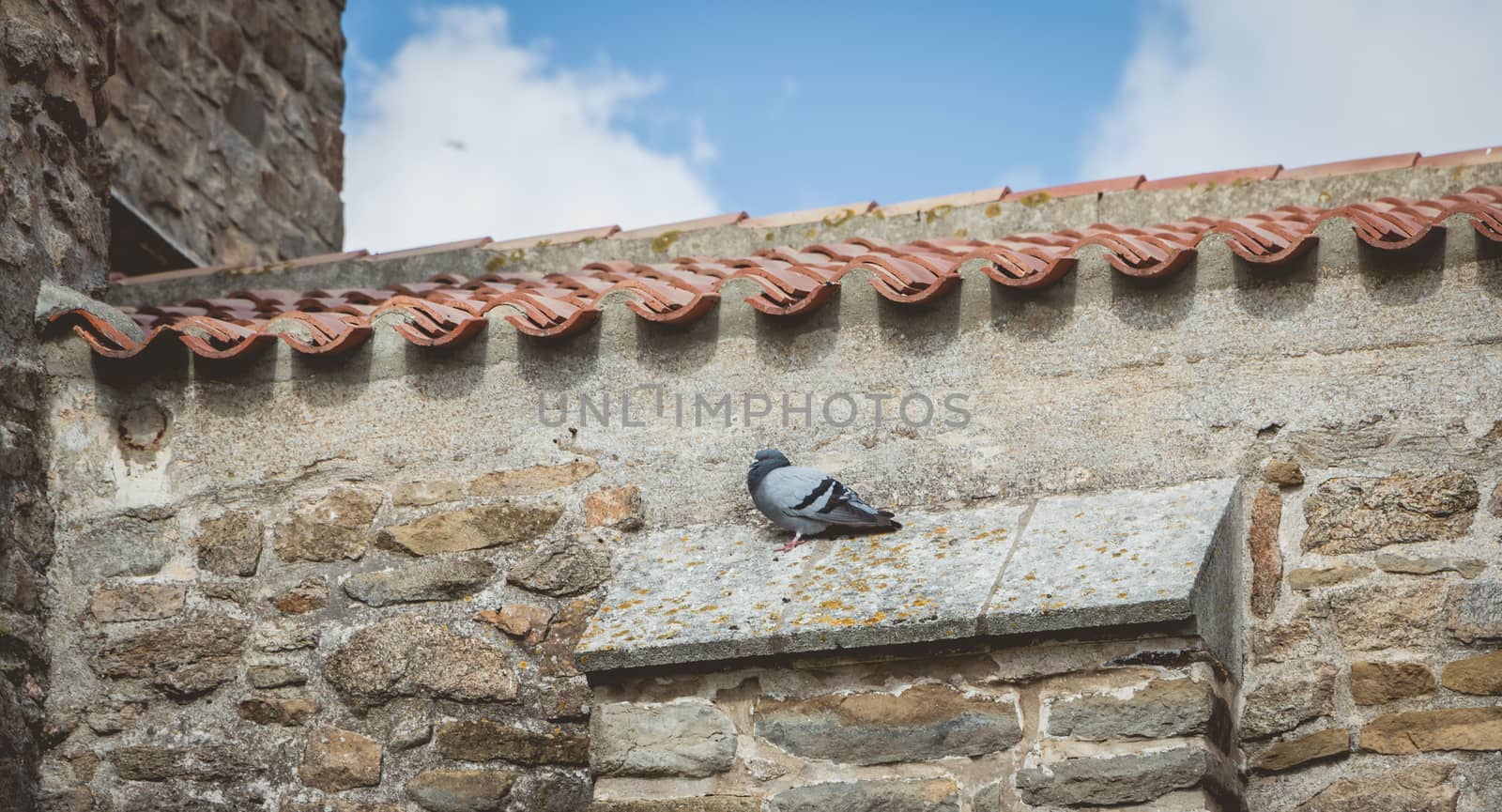 pigeon sleeping on the stone wall of a church in France