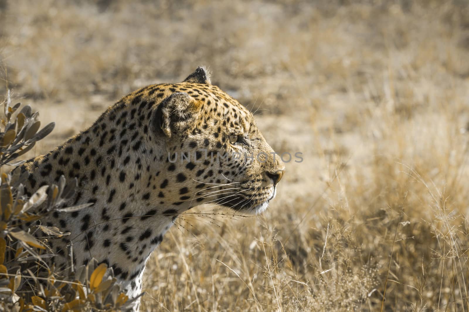 Profile portrait of Leopard in Kruger National park, South Africa ; Specie Panthera pardus family of Felidae