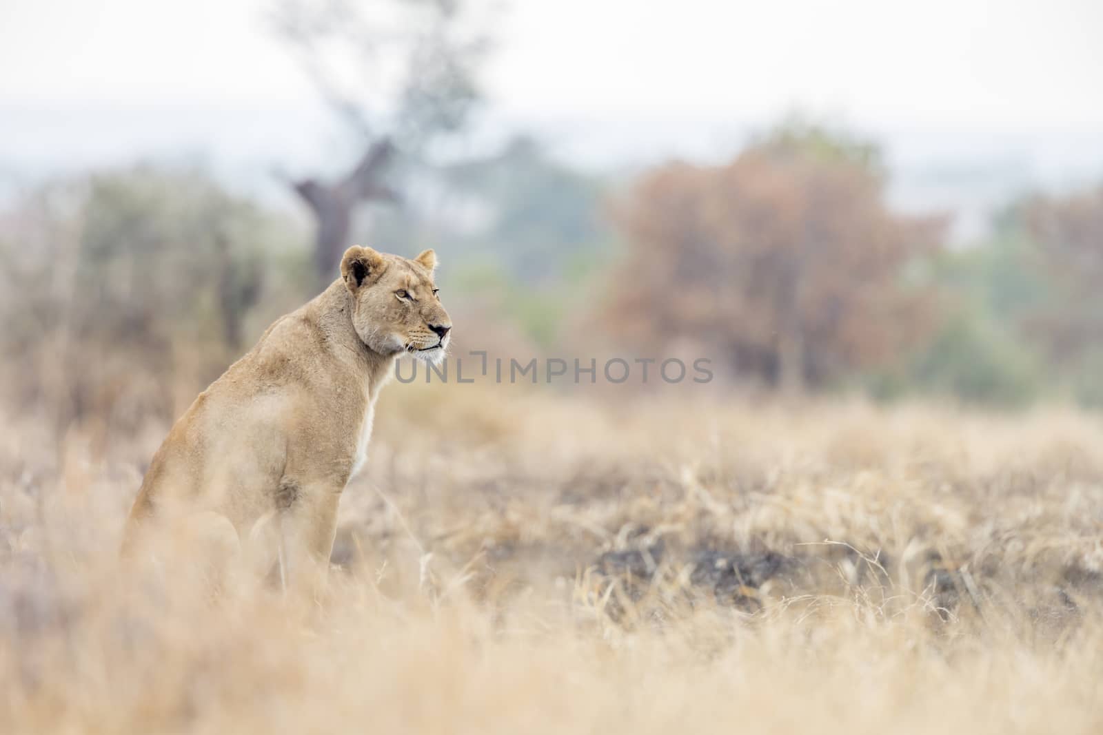 African lion in Kruger National park, South Africa by PACOCOMO