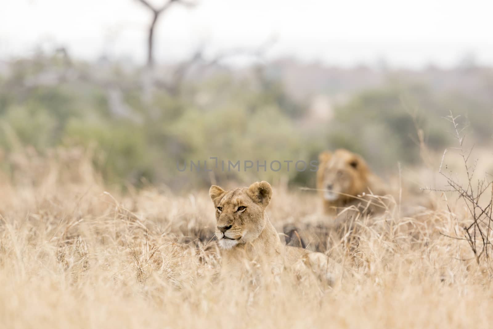 African lion in Kruger National park, South Africa by PACOCOMO