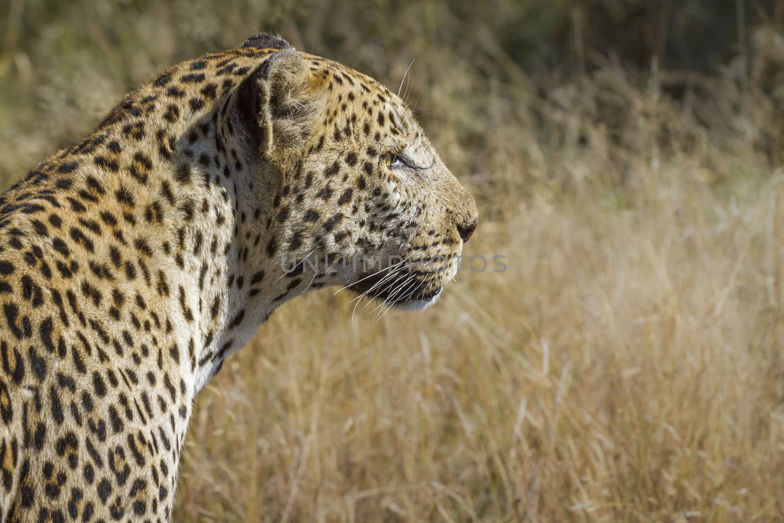 Profile portrait of Leopard in Kruger National park, South Africa ; Specie Panthera pardus family of Felidae