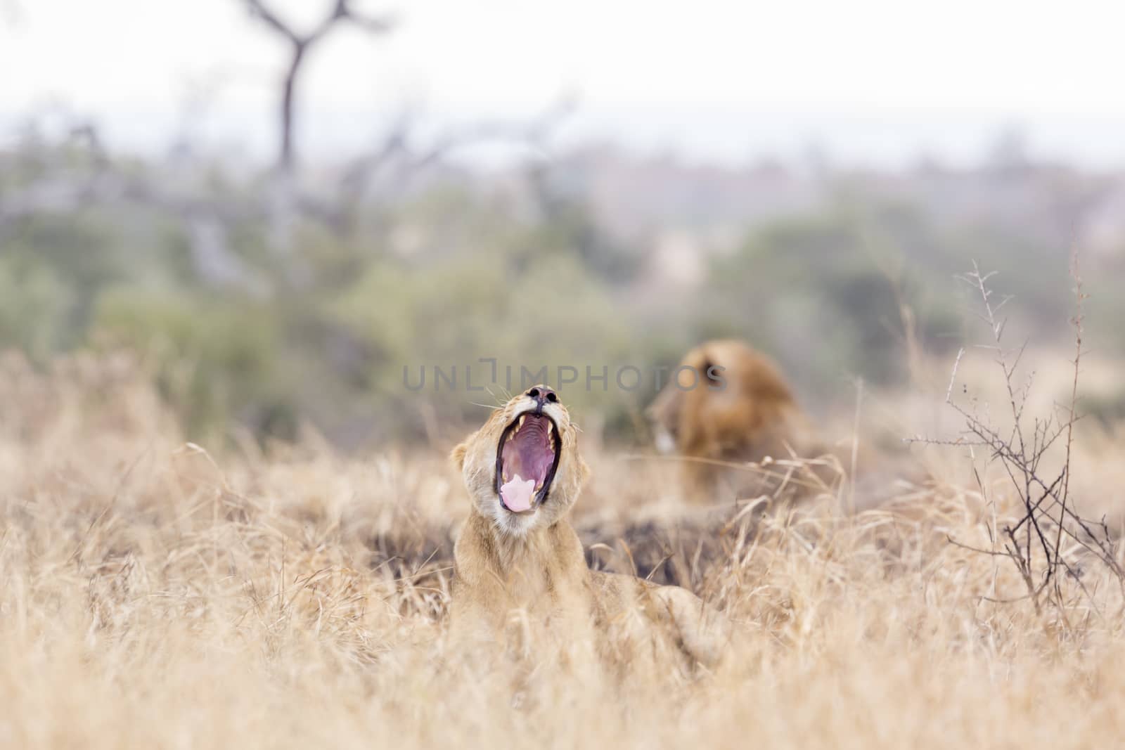 African lion in Kruger National park, South Africa by PACOCOMO