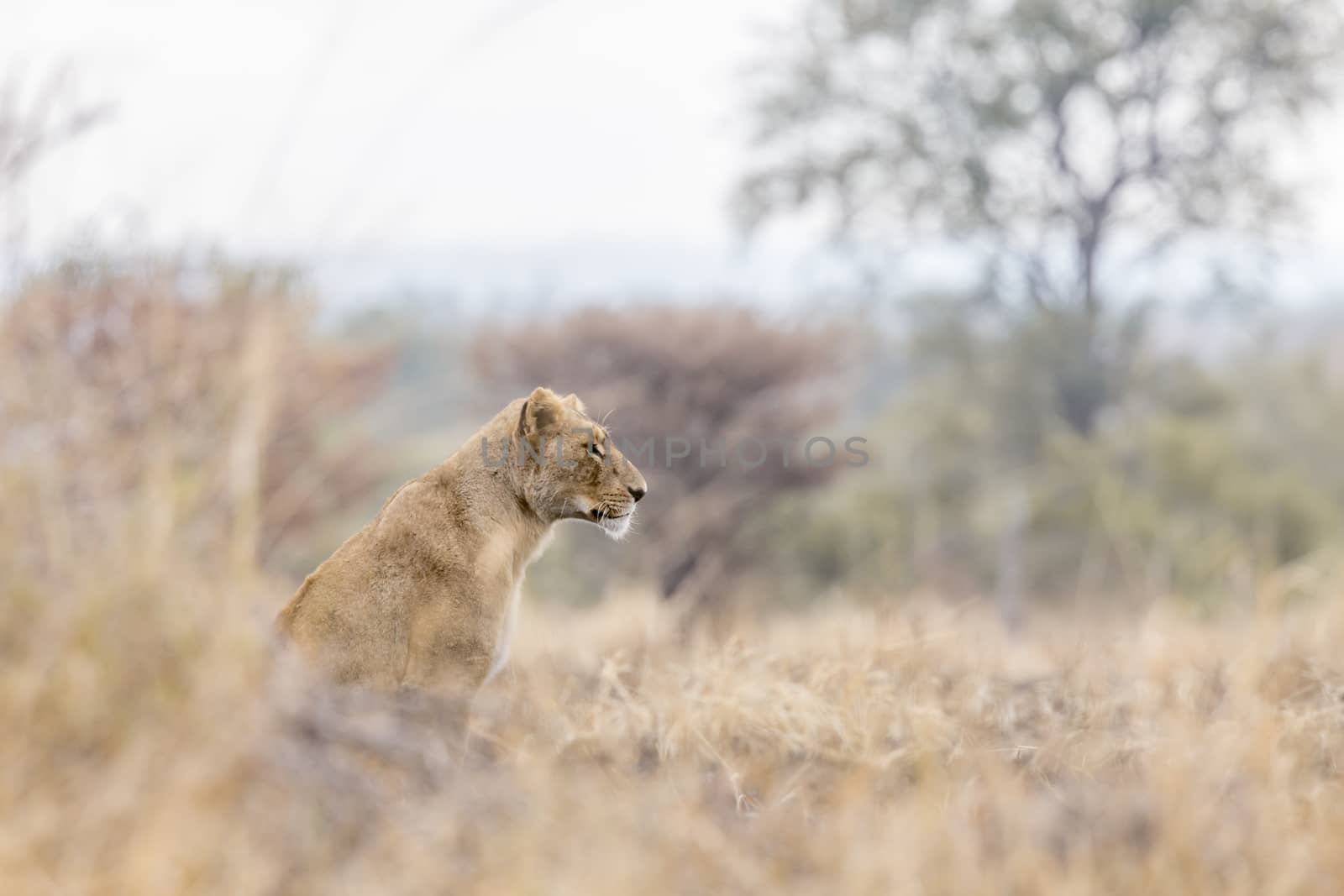 African lioness seated in savanah in Kruger National park, South Africa ; Specie Panthera leo family of Felidae