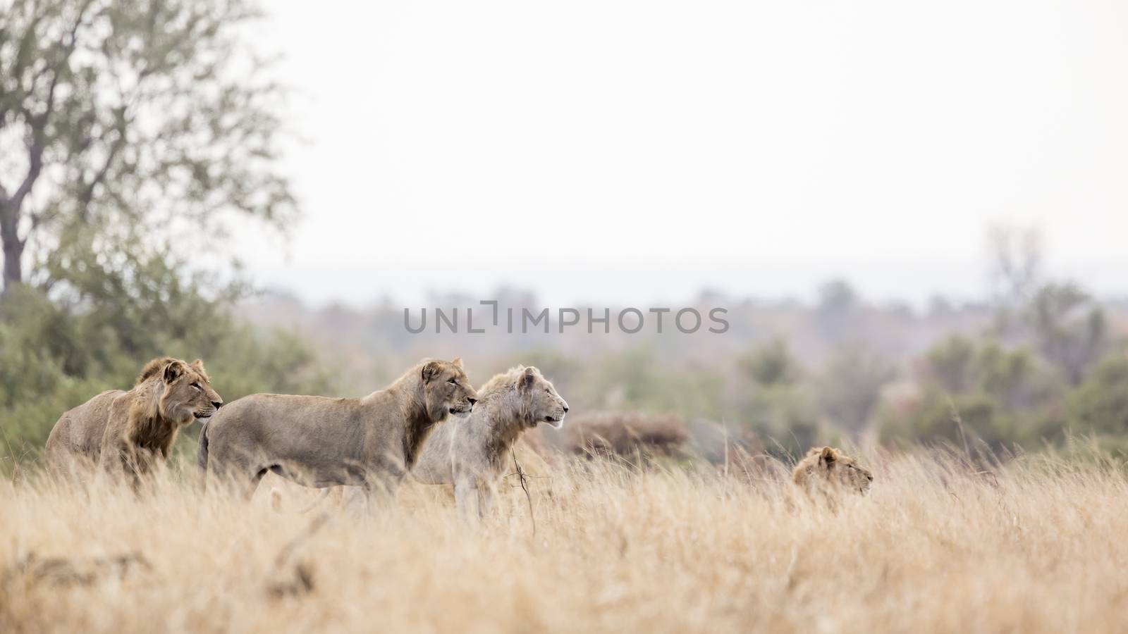Pride of African lion with white lion on the move in Kruger National park, South Africa ; Specie Panthera leo family of Felidae