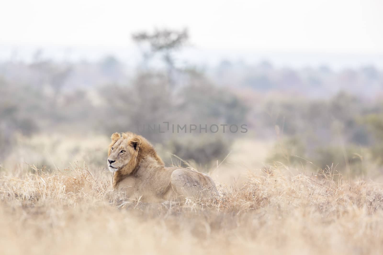African lion male lying down in morning savannah in Kruger National park, South Africa ; Specie Panthera leo family of Felidae