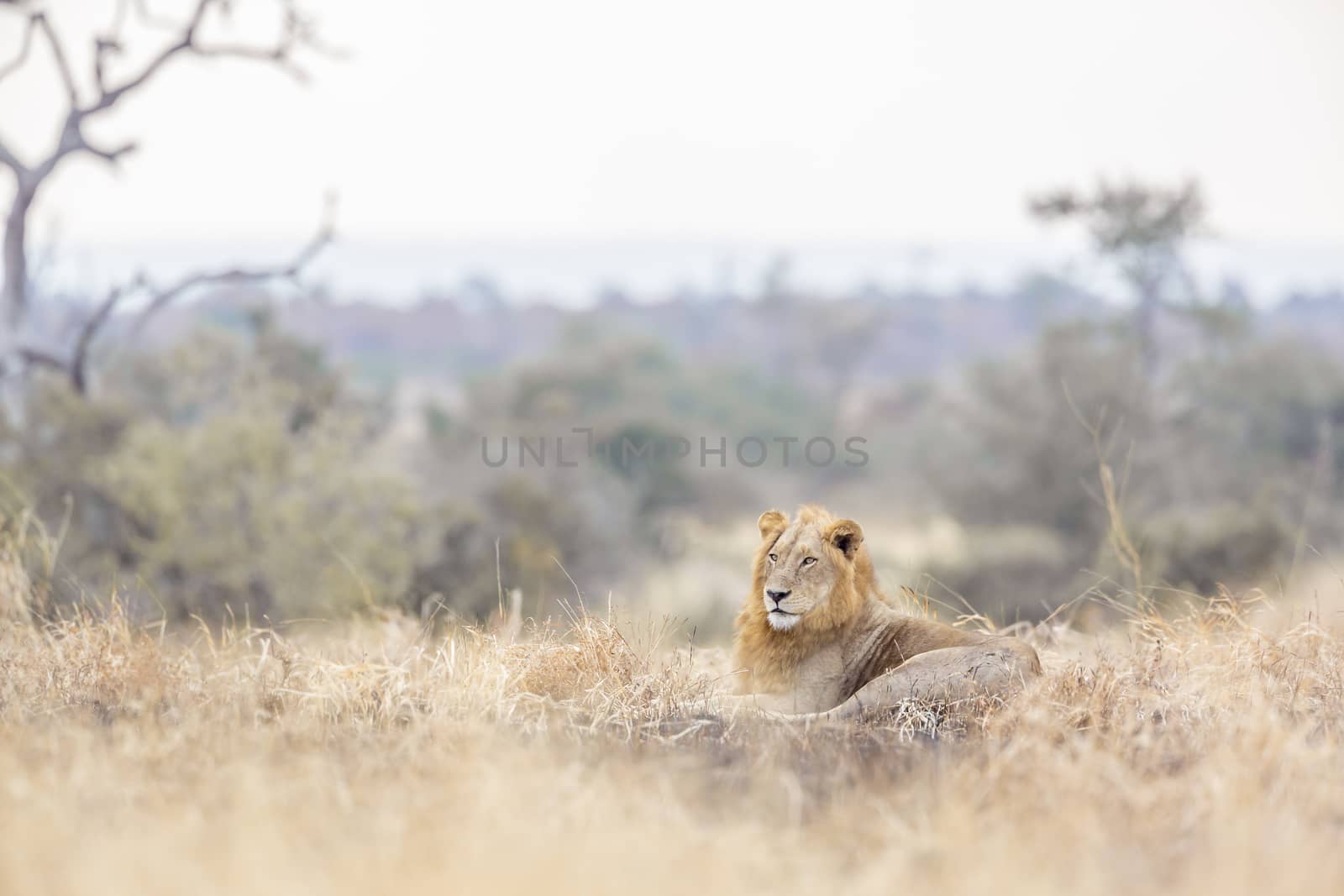 African lion in Kruger National park, South Africa by PACOCOMO