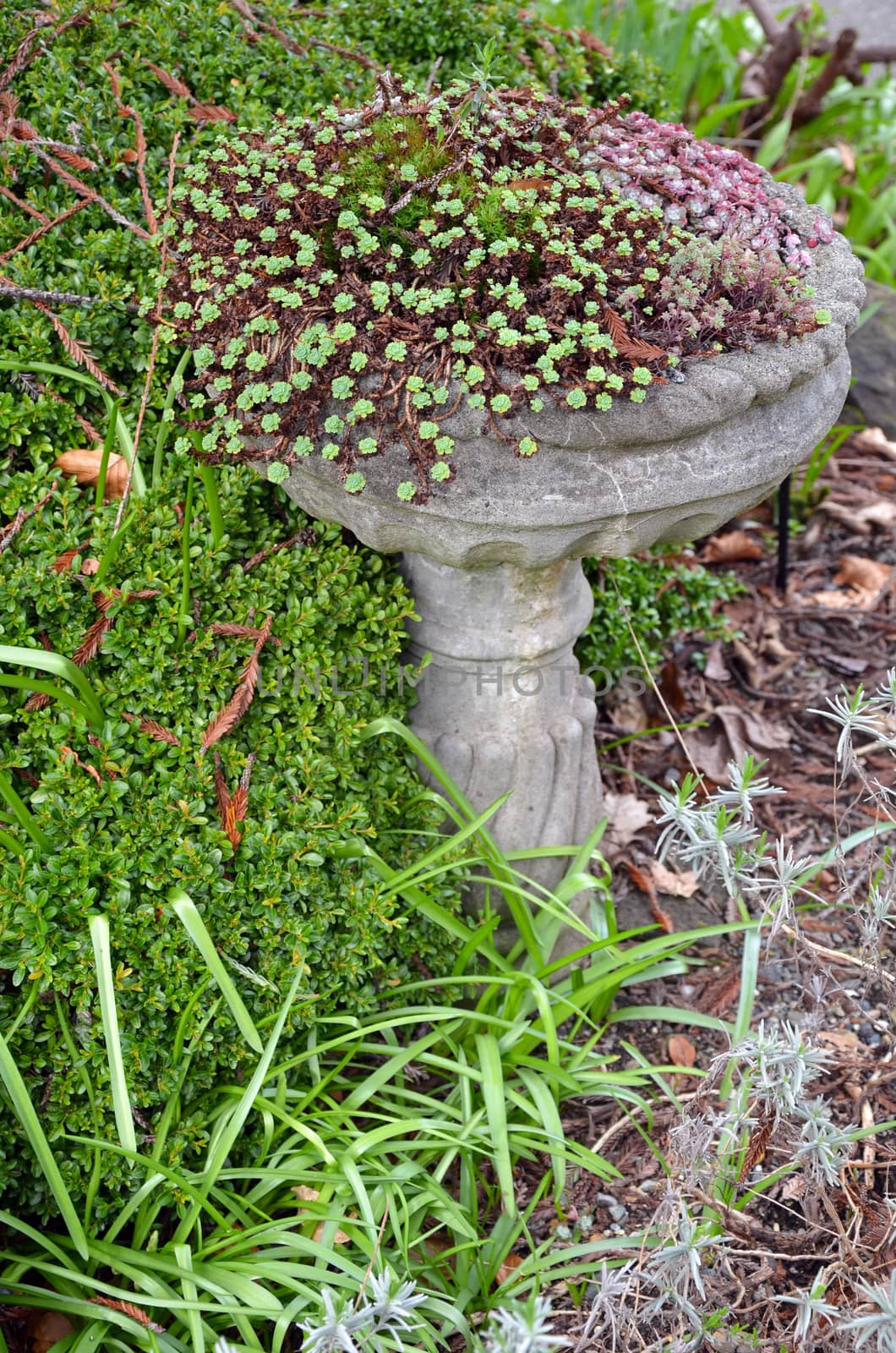 Stone birdbath with plants
