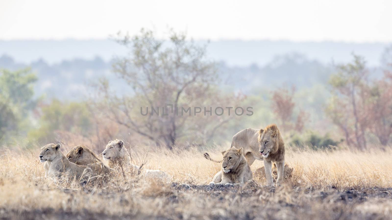 Pride of African lion resting in morning savannah in Kruger National park, South Africa ; Specie Panthera leo family of Felidae