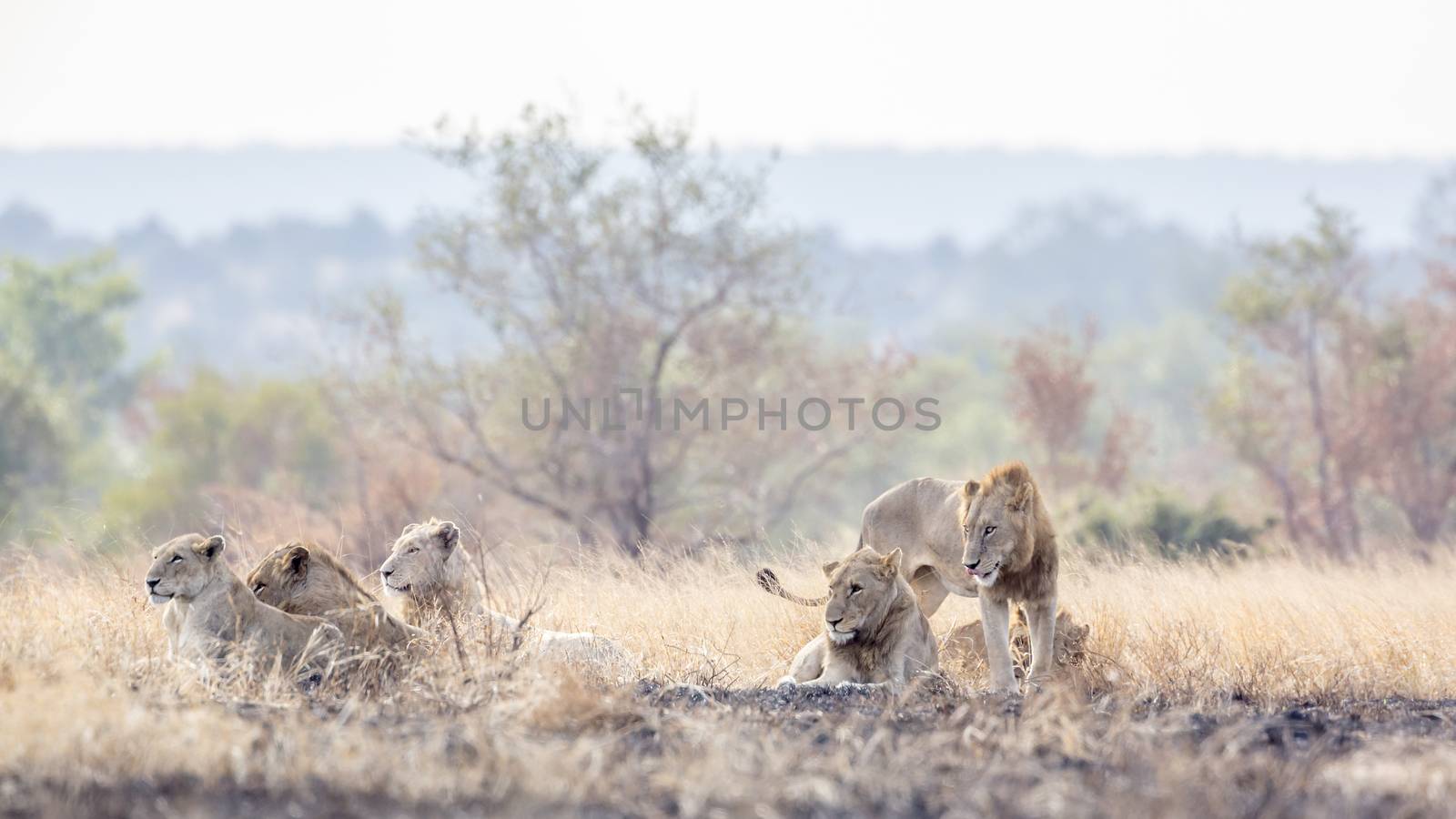 African lion in Kruger National park, South Africa by PACOCOMO