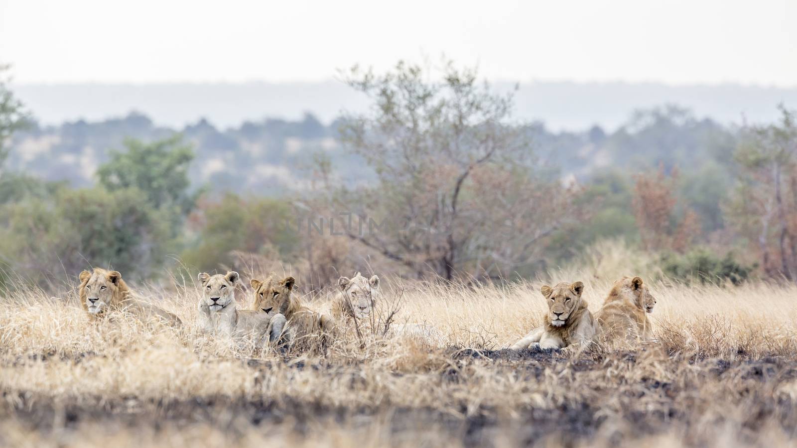 African lion in Kruger National park, South Africa by PACOCOMO