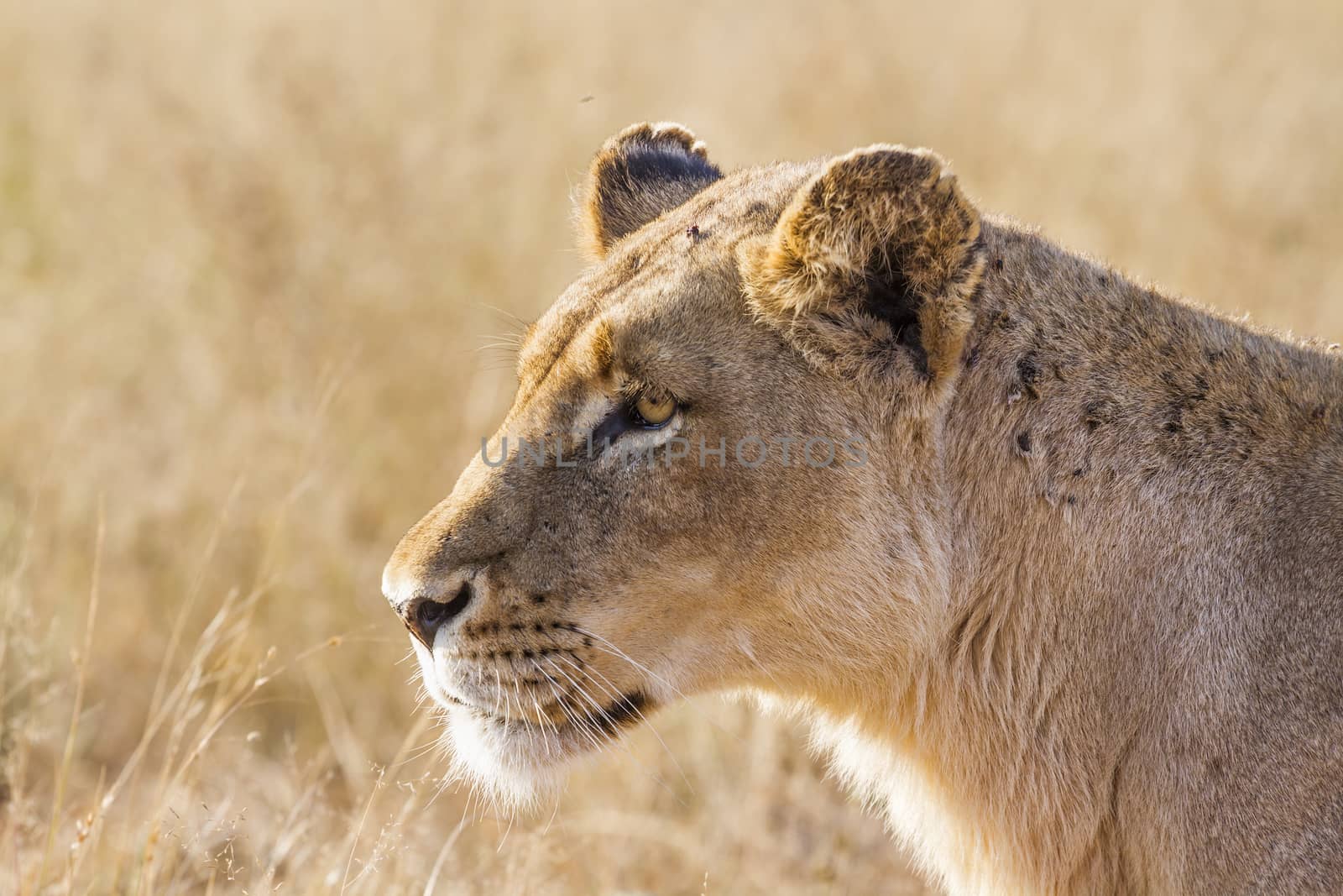 African lion in Kruger National park, South Africa by PACOCOMO