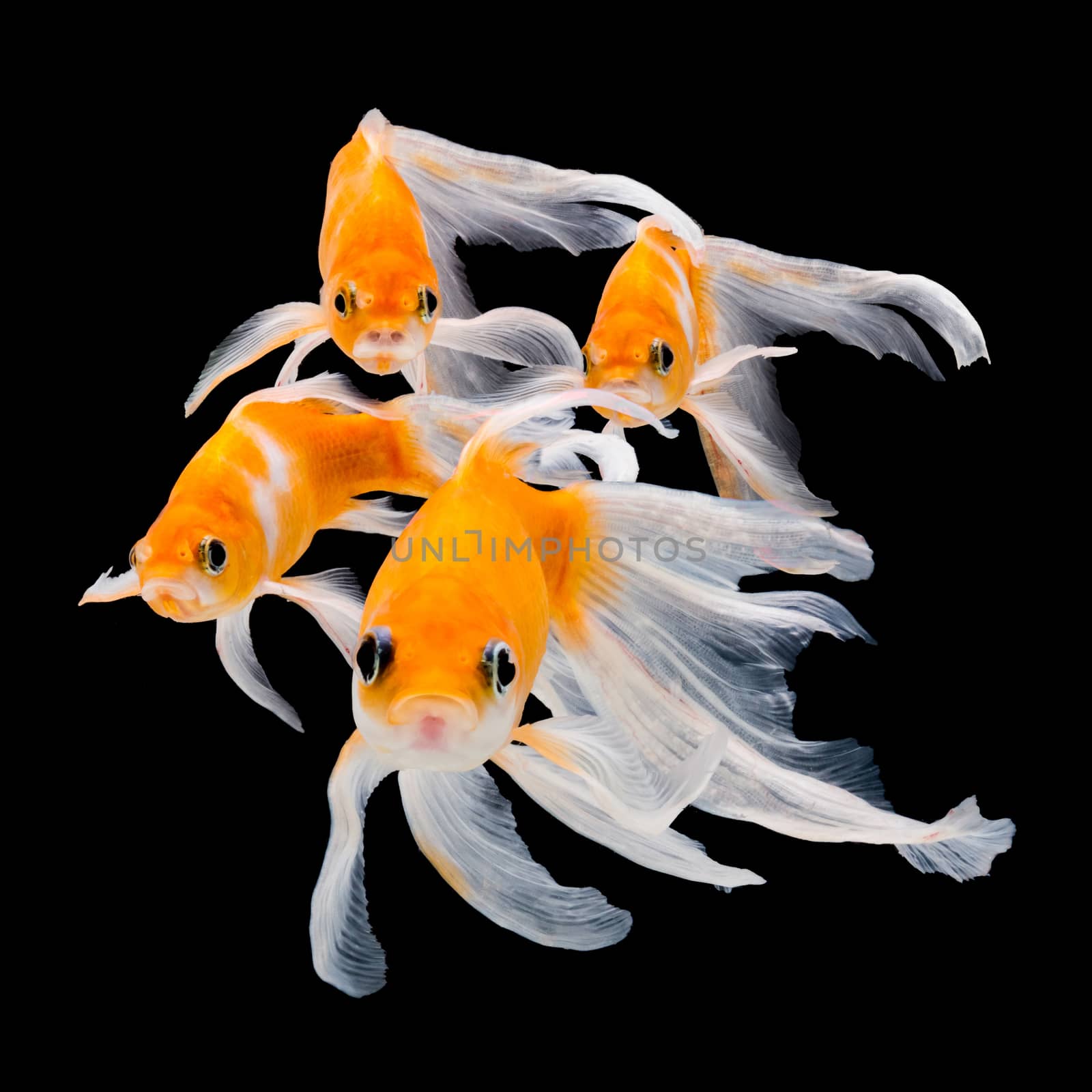 Goldfish isolated on black background