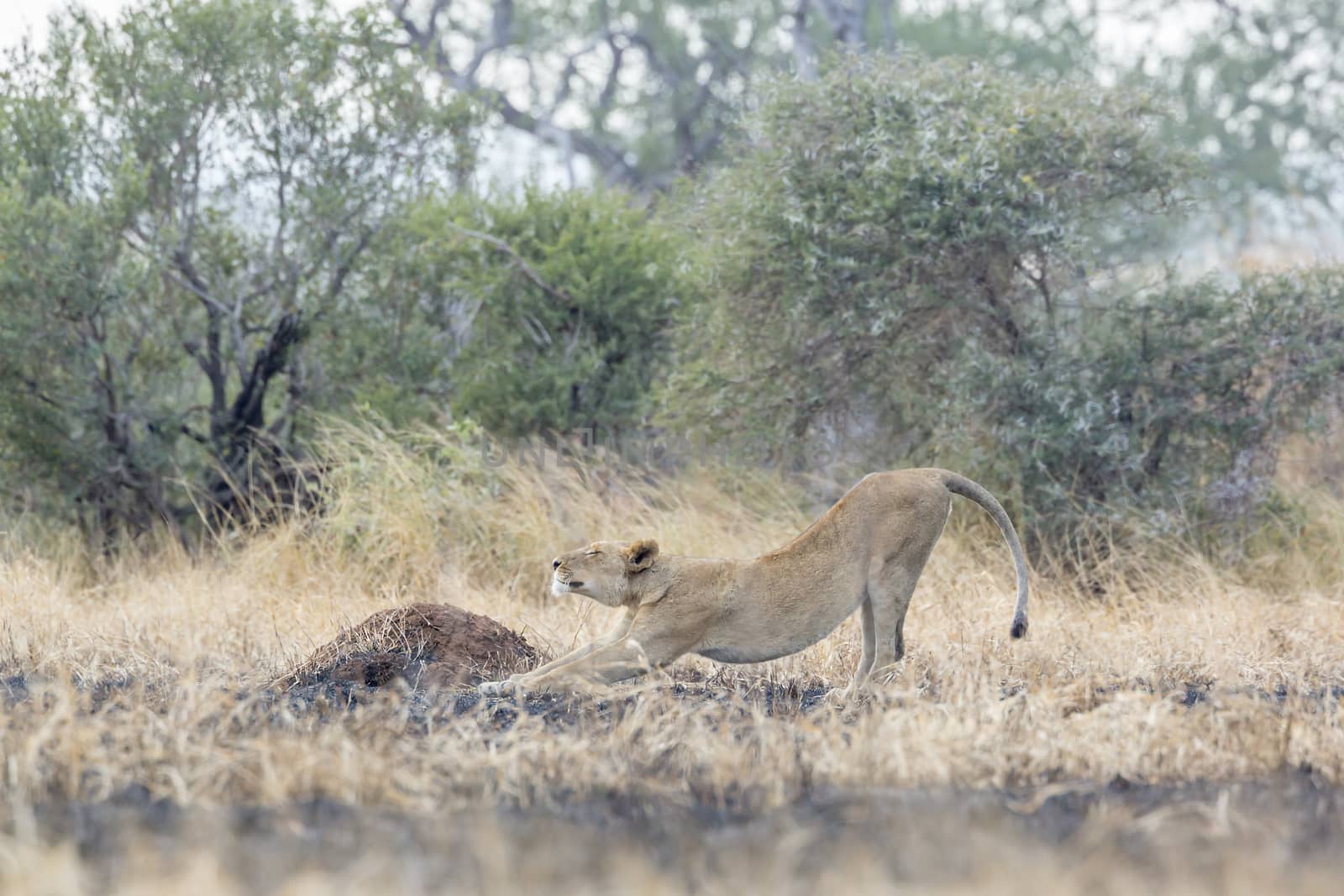 African lion in Kruger National park, South Africa by PACOCOMO