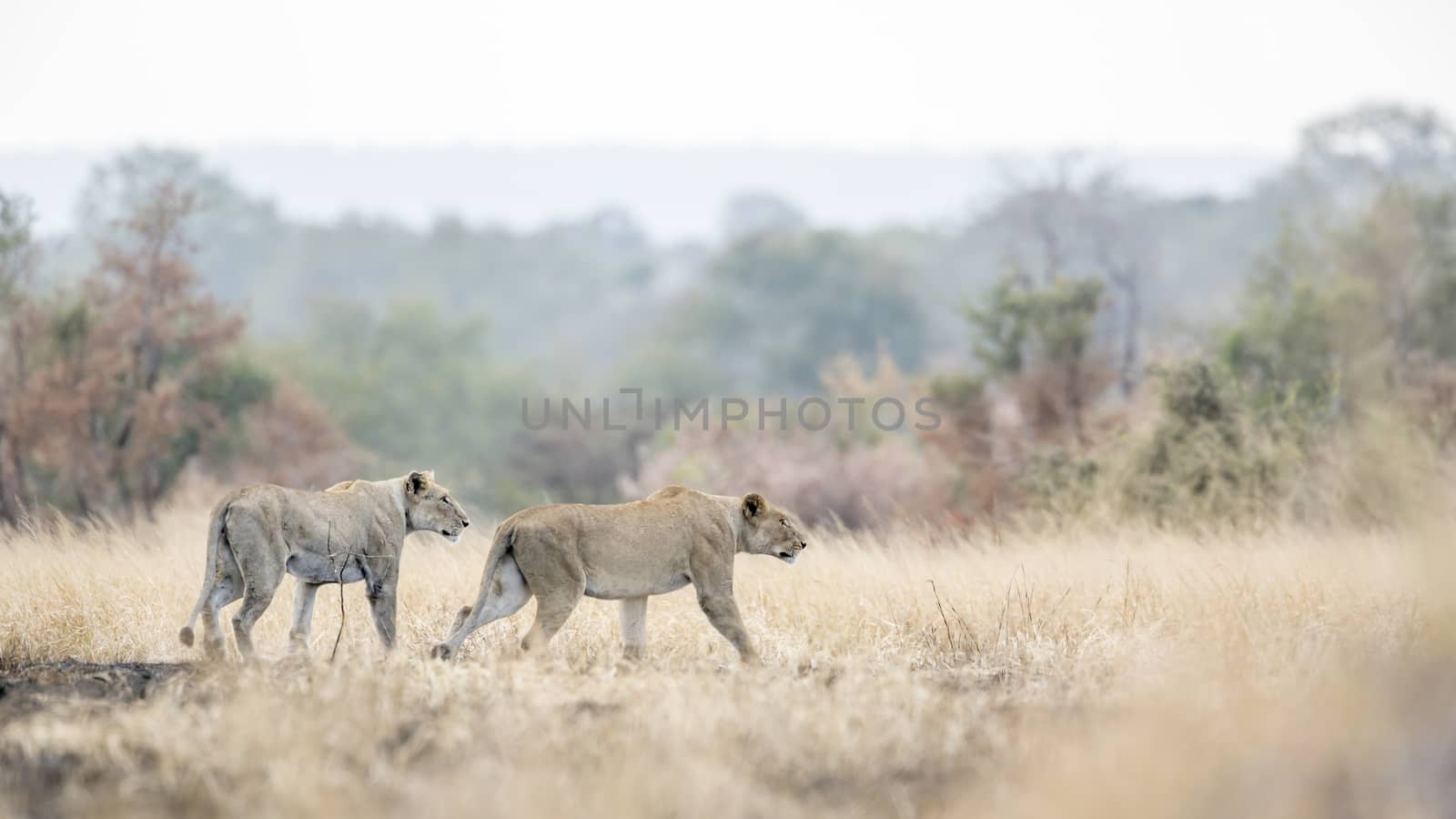 African lion in Kruger National park, South Africa by PACOCOMO