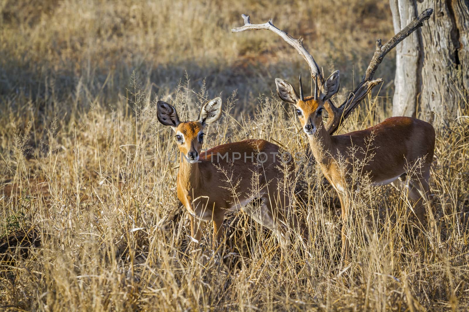 Steenbok in Kruger National park, South Africa by PACOCOMO