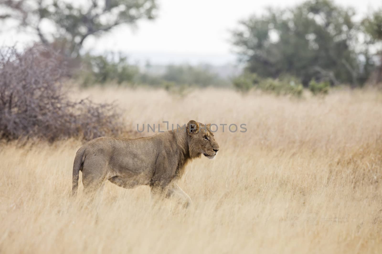 African lion young male walking side view in Kruger National park, South Africa ; Specie Panthera leo family of Felidae