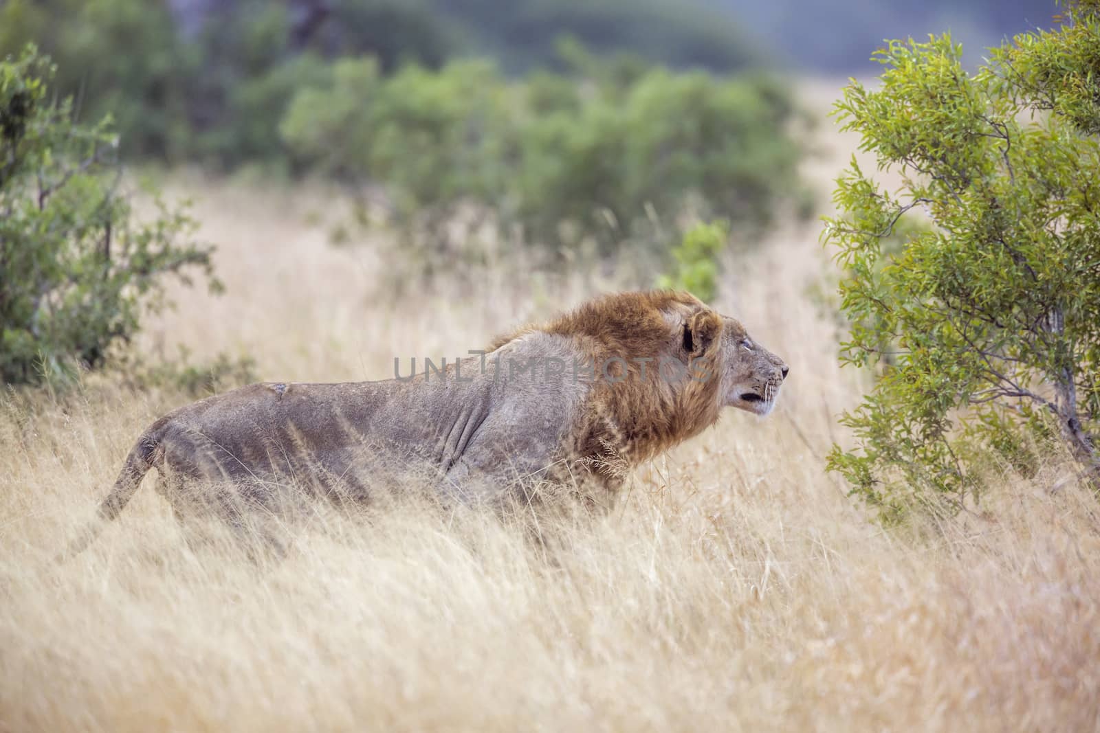  Young African male lion on hunting move in Kruger National park, South Africa ; Specie Panthera leo family of Felidae