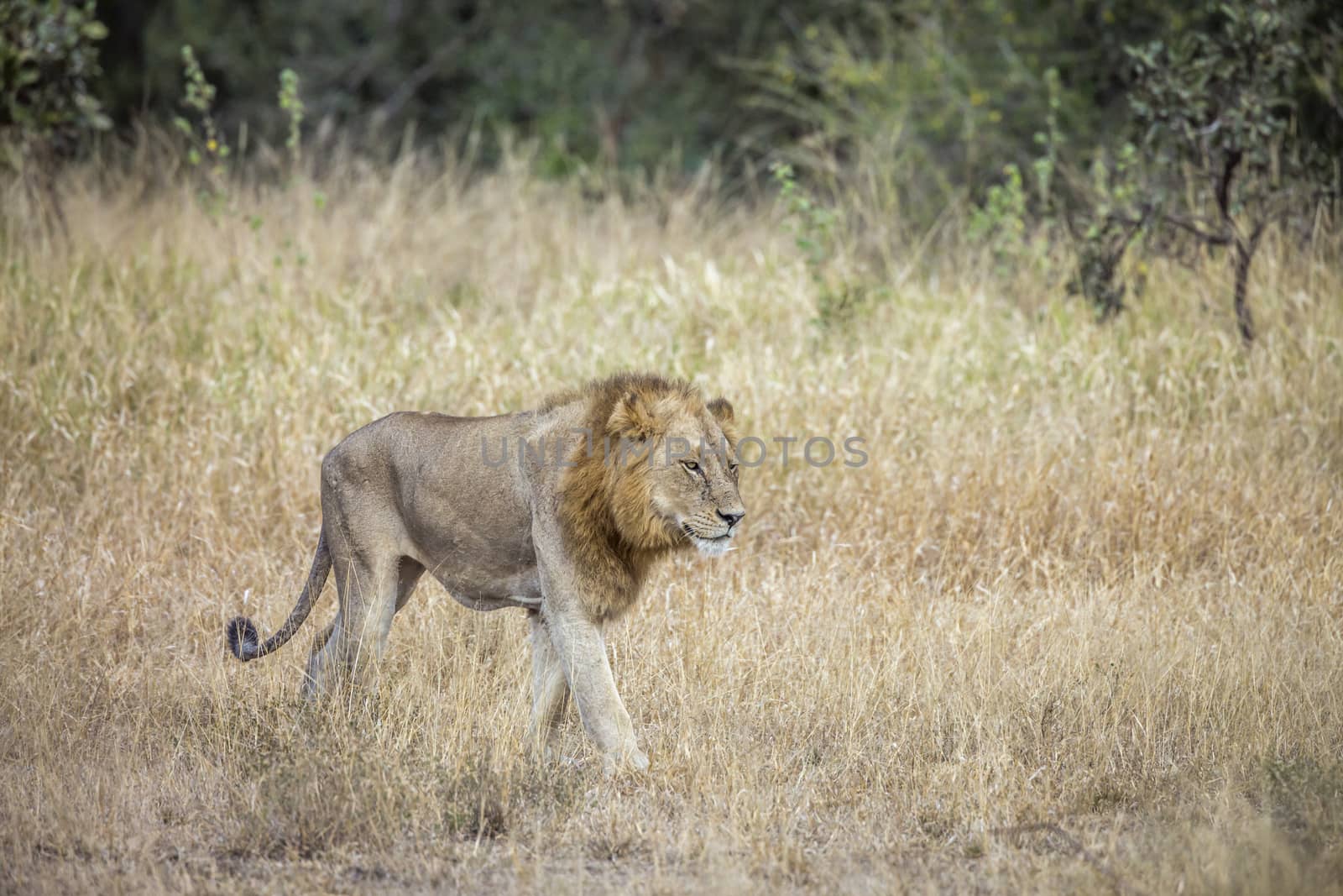 African lion in Kruger National park, South Africa by PACOCOMO