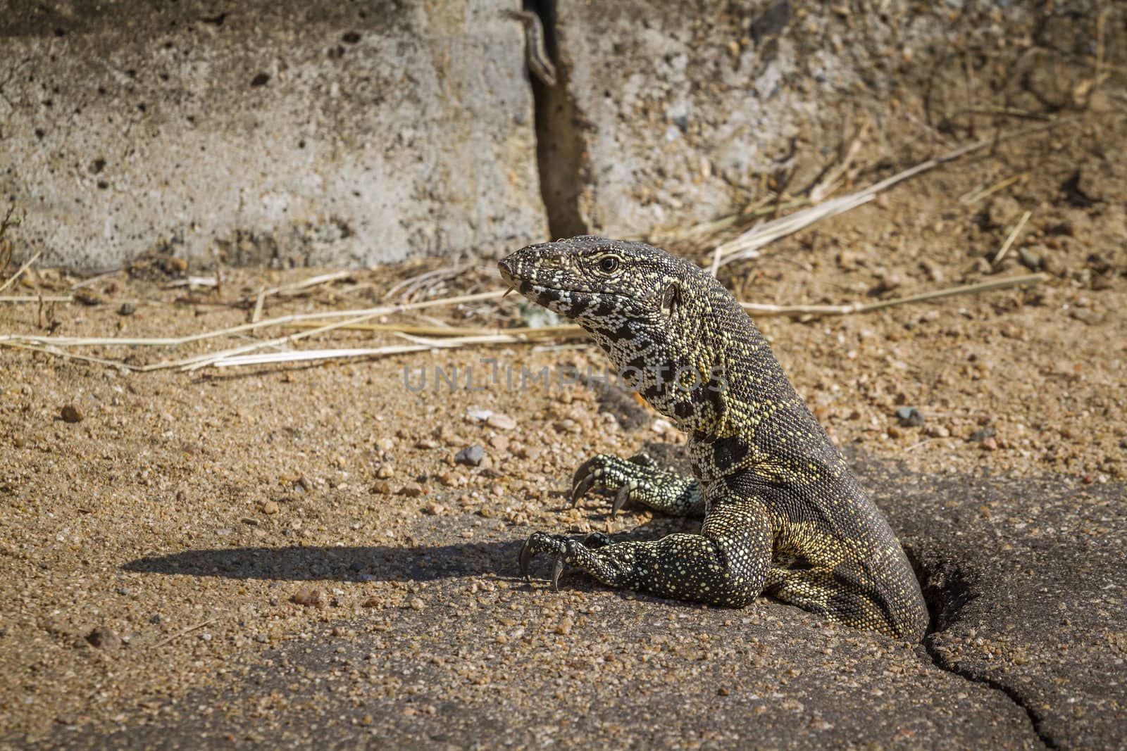 Rock monitor coming out of a hole in Kruger National park, South Africa ; Specie Varanus albigularis family of Varanidae