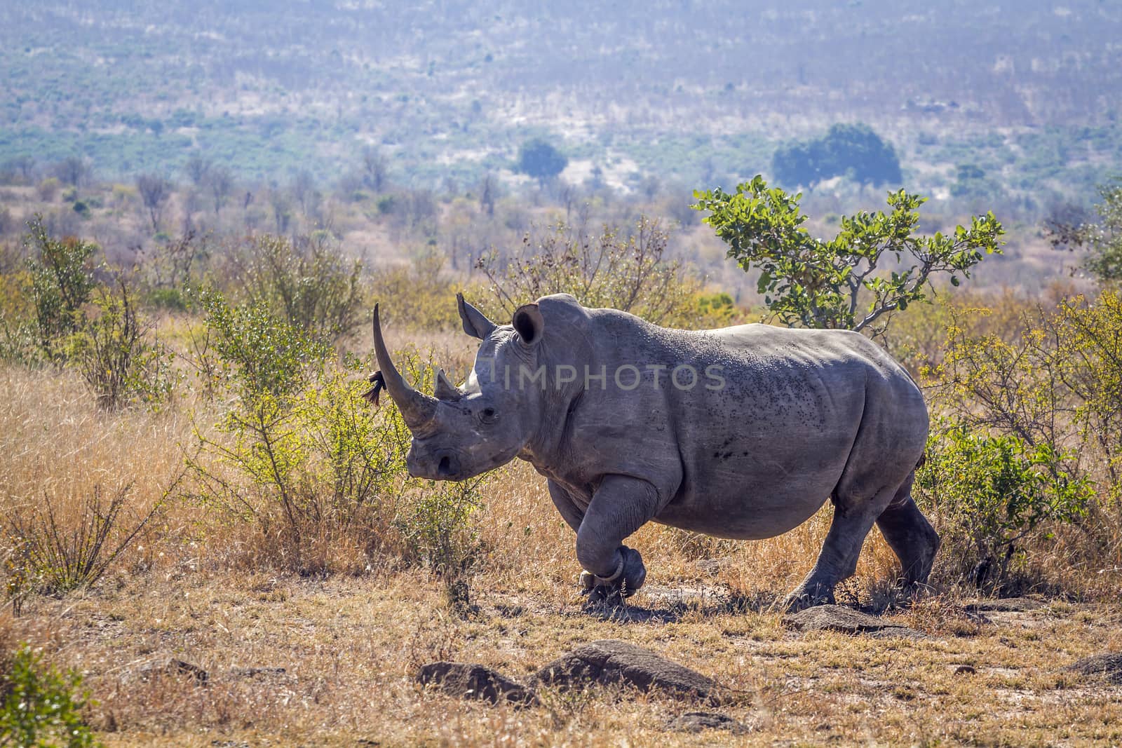 Southern white rhinoceros in Kruger National park, South Africa by PACOCOMO