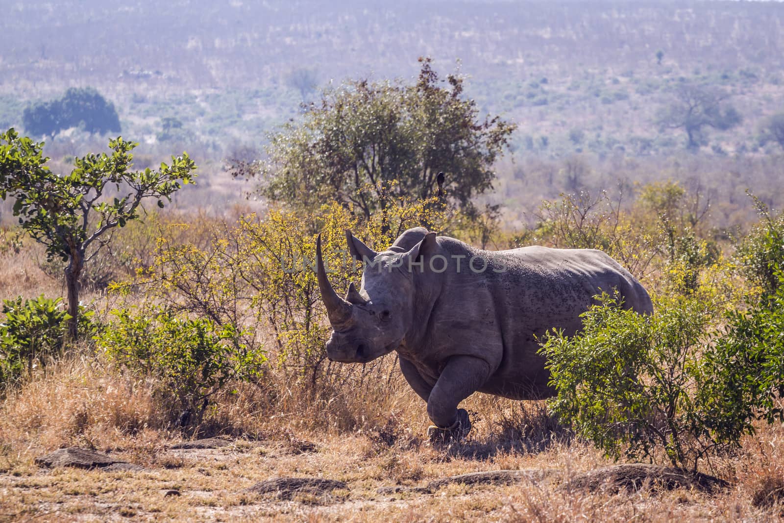 Southern white rhinoceros in Kruger National park, South Africa by PACOCOMO