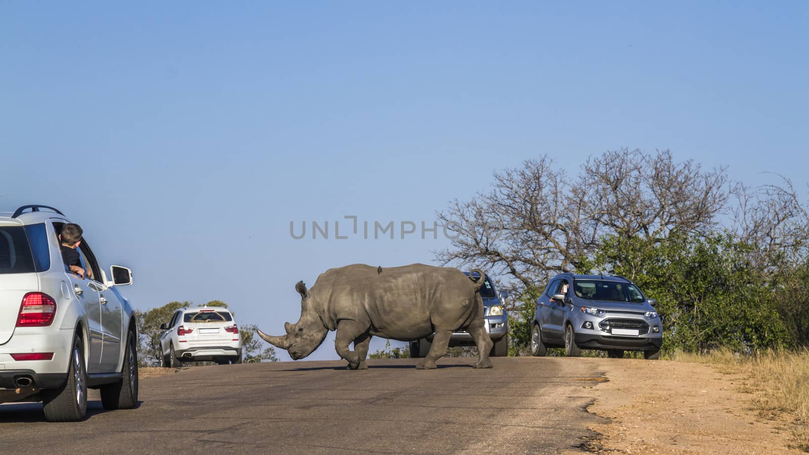 Southern white rhinoceros in Kruger National park, South Africa by PACOCOMO