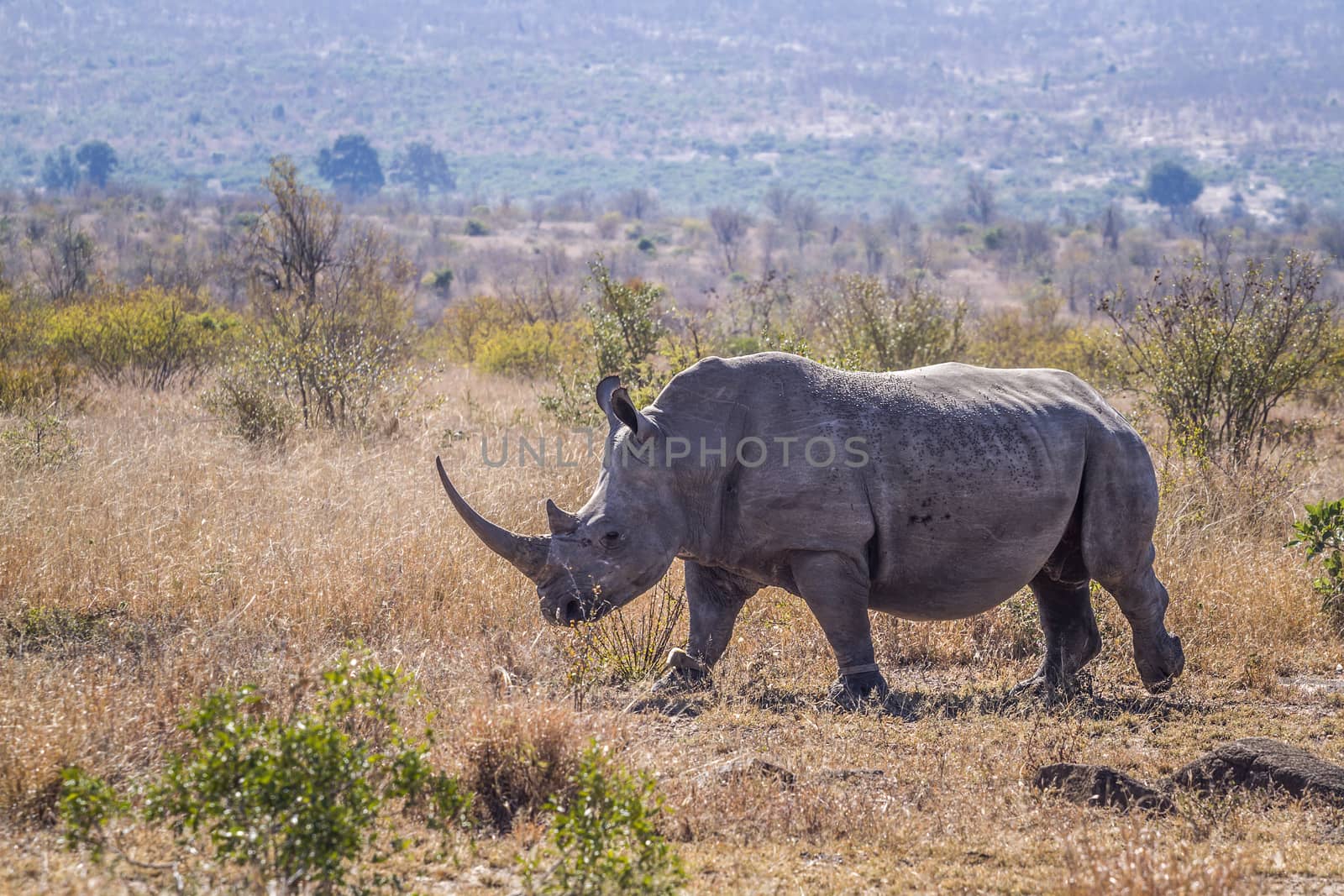 Long horn Southern white rhinoceros in savannah in Kruger National park, South Africa ; Specie Ceratotherium simum simum family of Rhinocerotidae