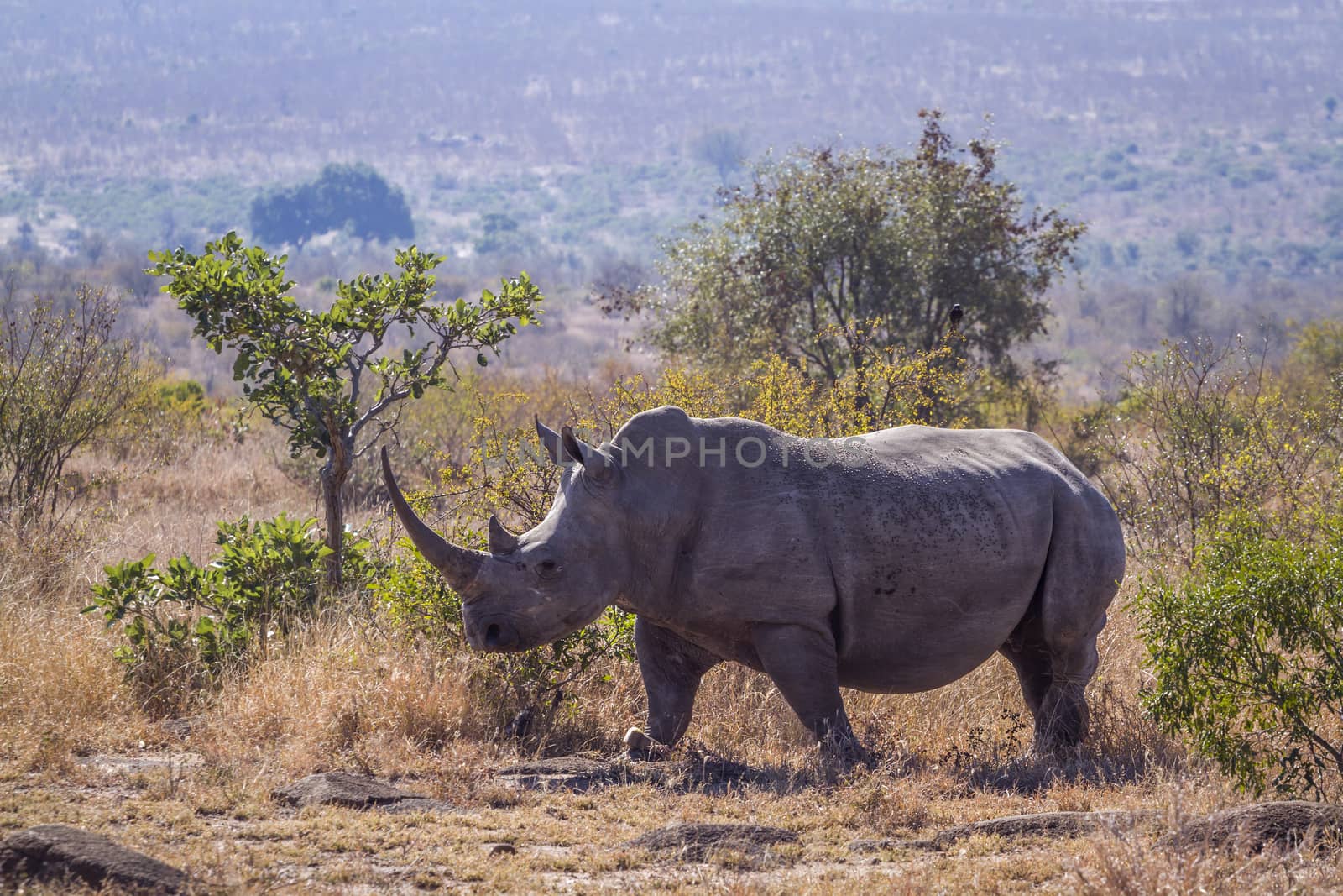 Long horn Southern white rhinoceros in savannah in Kruger National park, South Africa ; Specie Ceratotherium simum simum family of Rhinocerotidae