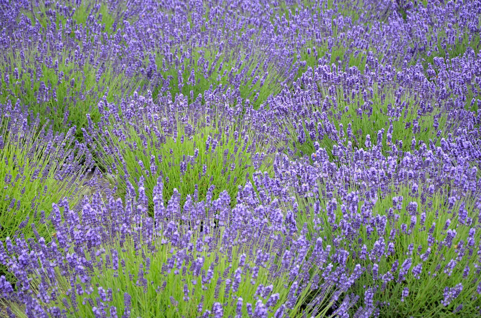 Beautiful purple lavender field in full bloom