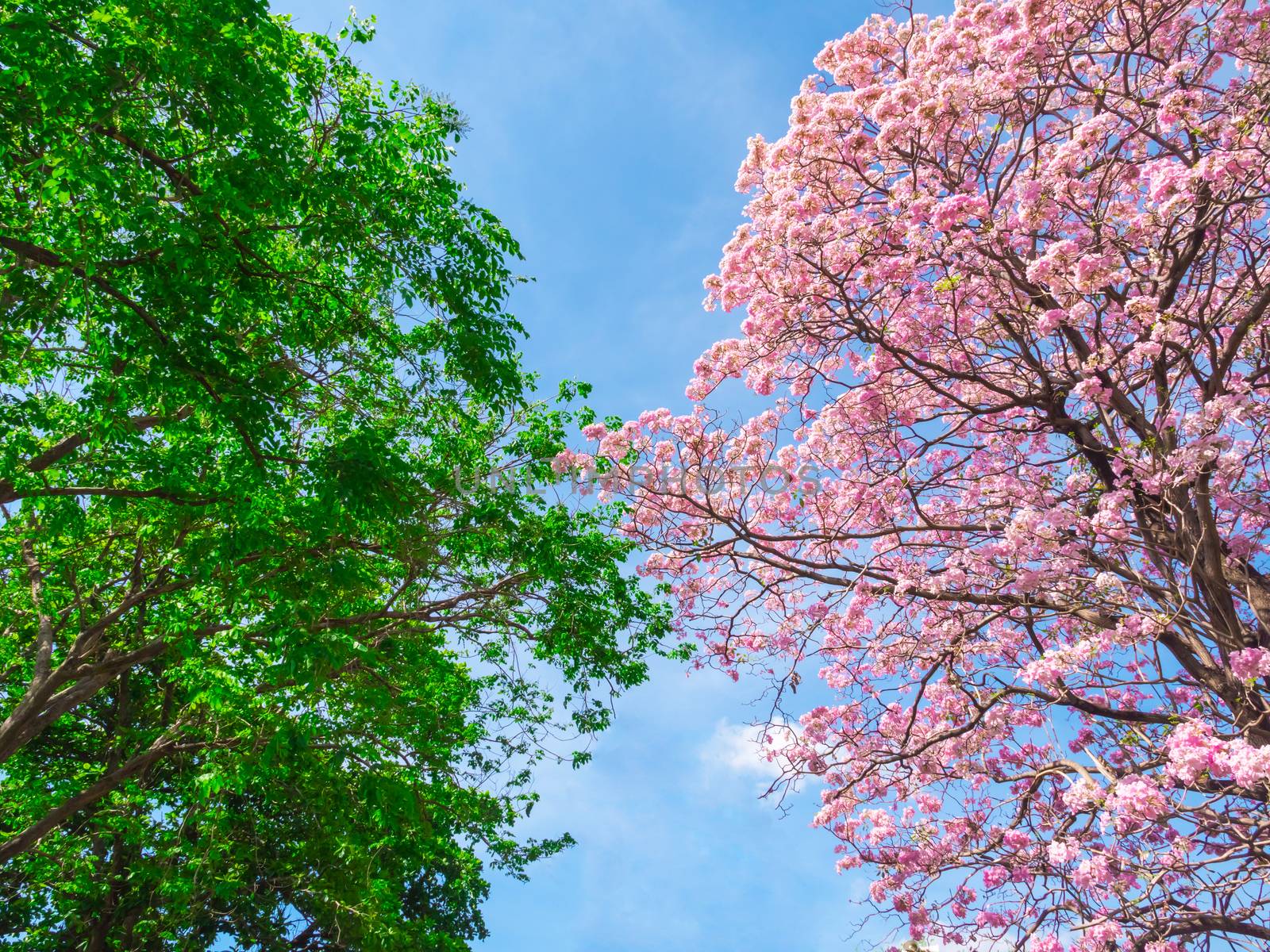Flowers of pink trumpet tree with green leaves tree on blue sky background by ronnarong