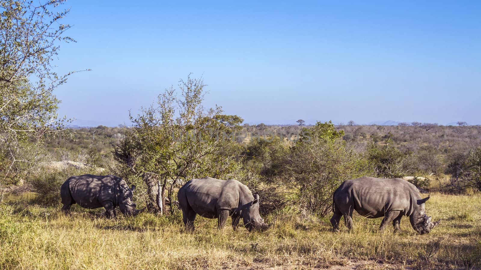 Southern white rhinoceros in Kruger National park, South Africa by PACOCOMO