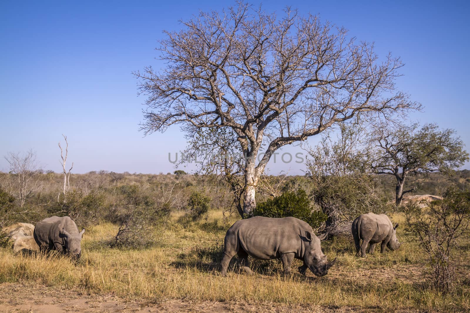 Three Southern white rhinoceros grazing in savannah in Kruger National park, South Africa ; Specie Ceratotherium simum simum family of Rhinocerotidae