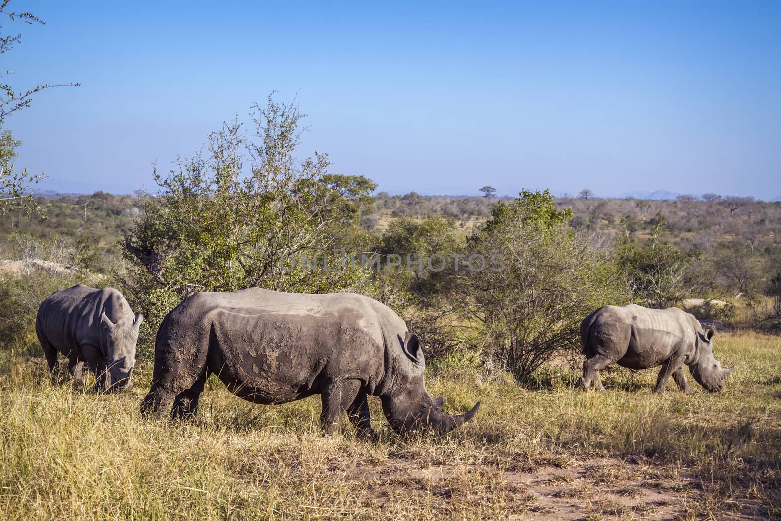 Southern white rhinoceros in Kruger National park, South Africa by PACOCOMO