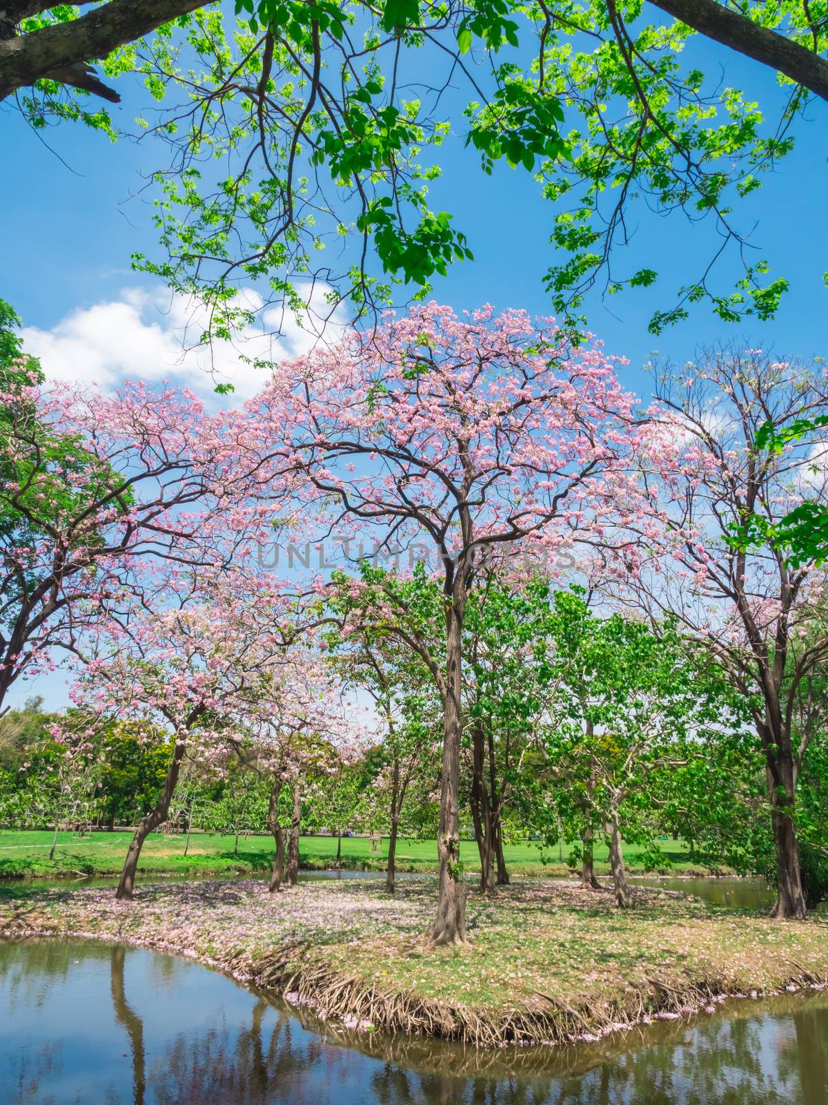 Flowers of pink trumpet trees are blossoming in Public park of Bangkok, Thailand by ronnarong