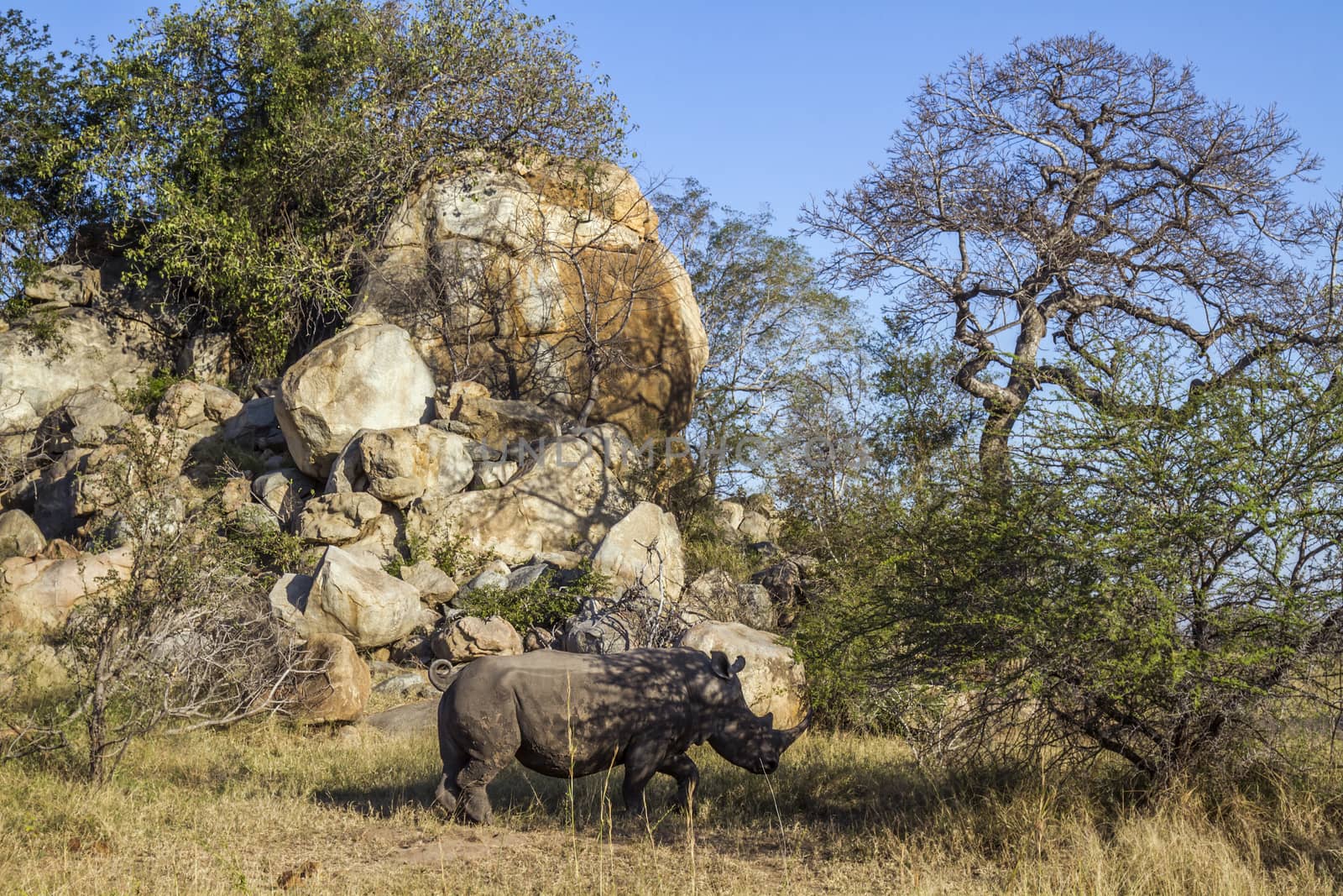 Southern white rhinoceros in boulder scenery in Kruger National park, South Africa ; Specie Ceratotherium simum simum family of Rhinocerotidae