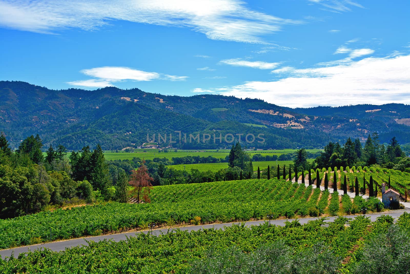 Scenic Napa Valley by ingperl