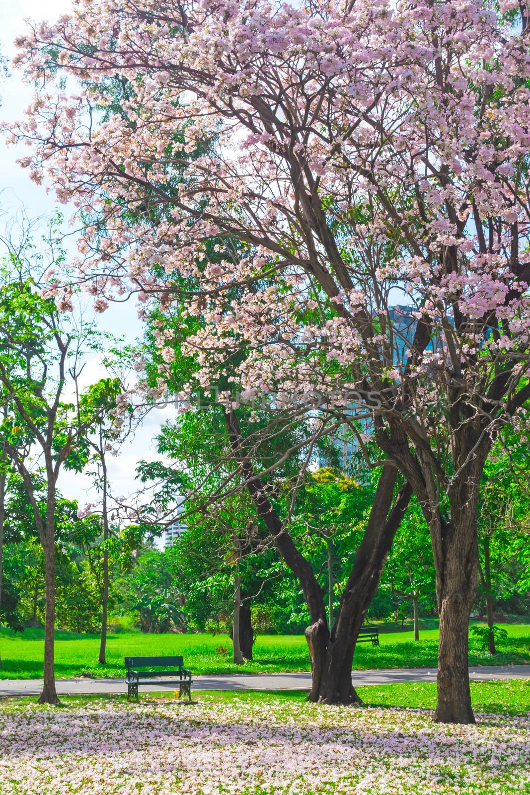 Flowers of pink trumpet trees are blossoming in Public park of Bangkok, Thailand