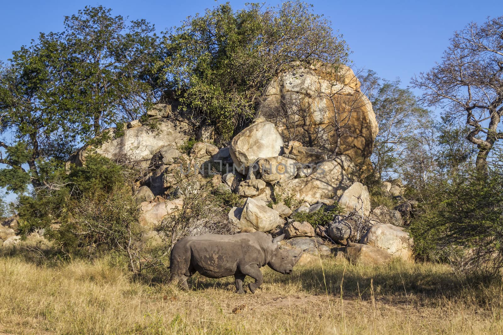 Southern white rhinoceros in Kruger National park, South Africa by PACOCOMO