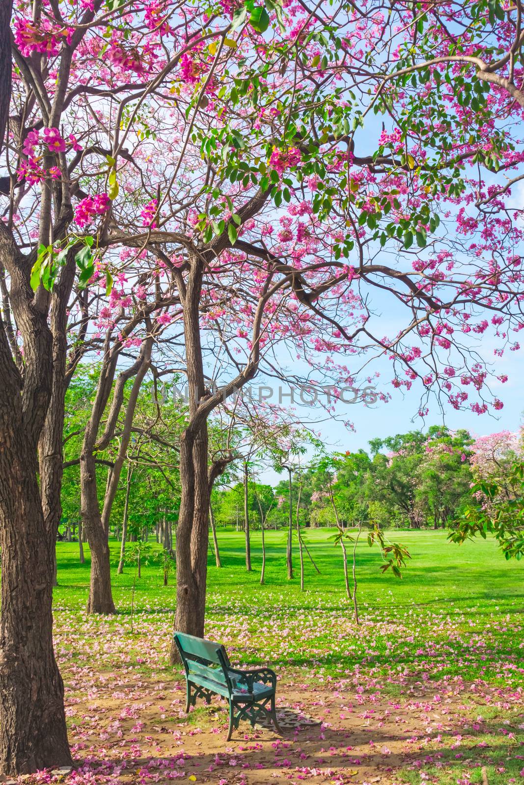 Flowers of pink trumpet trees are blossoming in Public park of Bangkok, Thailand by ronnarong