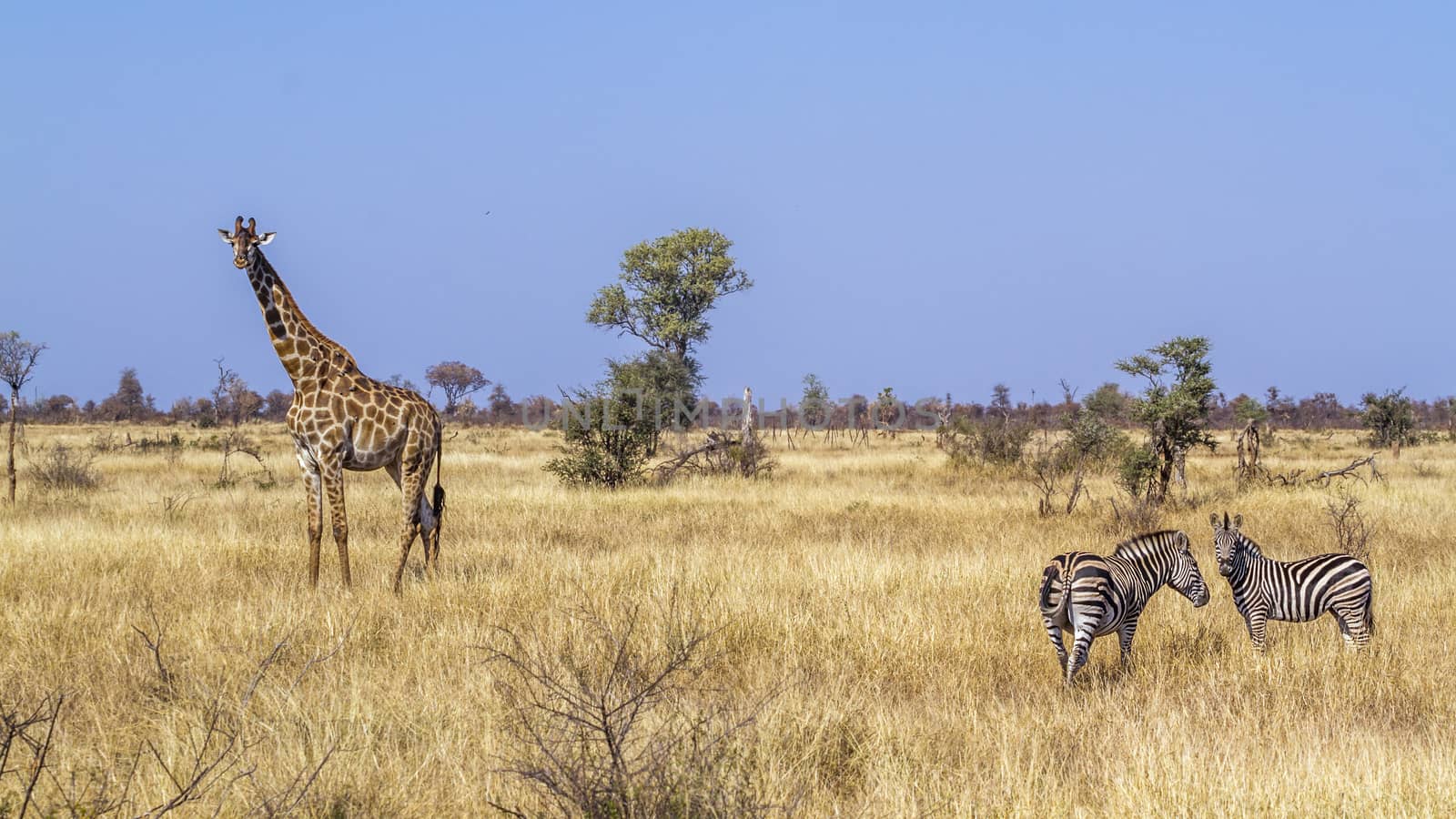 Giraffe and plains zebra in dry savannah scenery in Kruger National park, South Africa ; Specie Giraffa camelopardalis family of Giraffidae