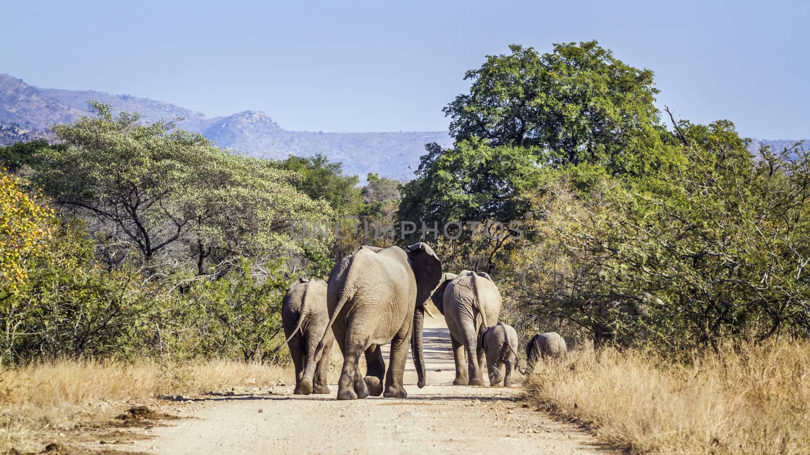 African bush elephant family walikng rear side on safari road in Kruger National park, South Africa ; Specie Loxodonta africana family of Elephantidae