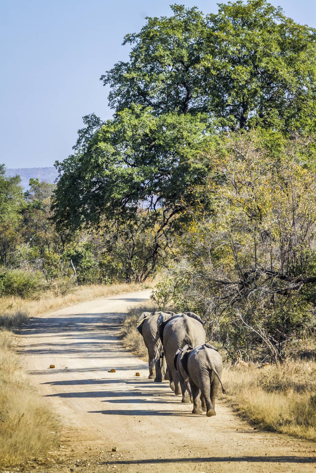 African bush elephant in Kruger National park, South Africa by PACOCOMO