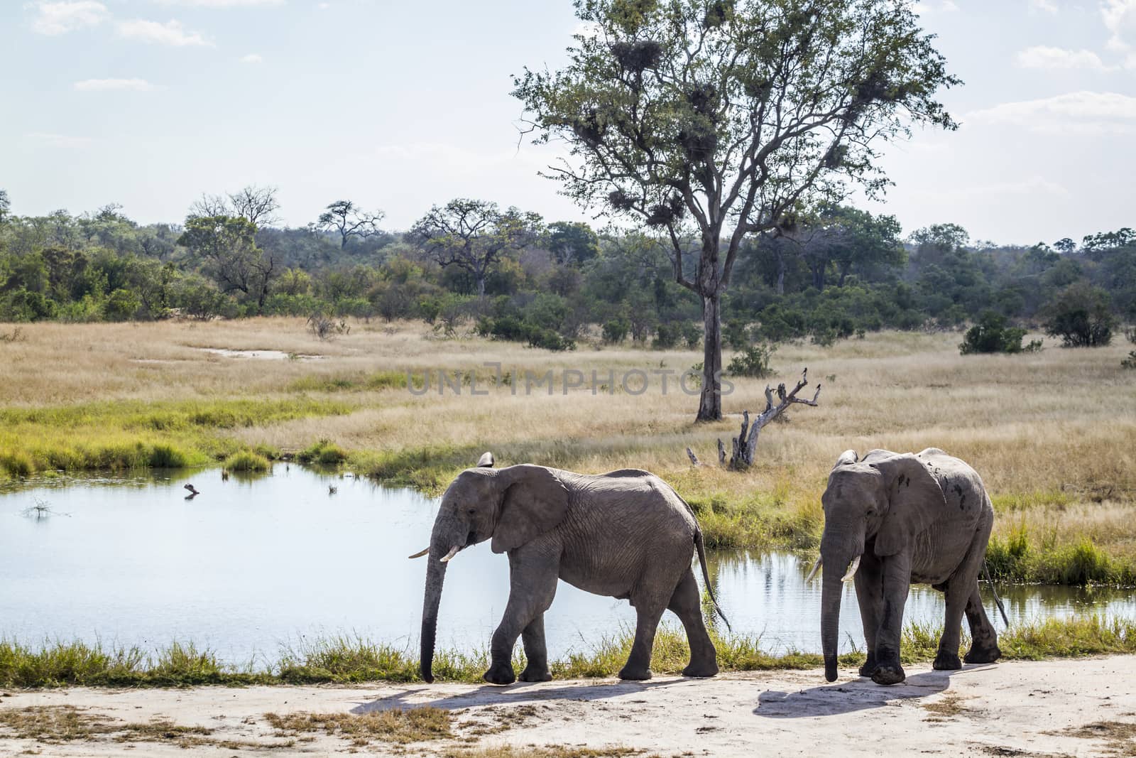 African bush elephant in Kruger National park, South Africa by PACOCOMO